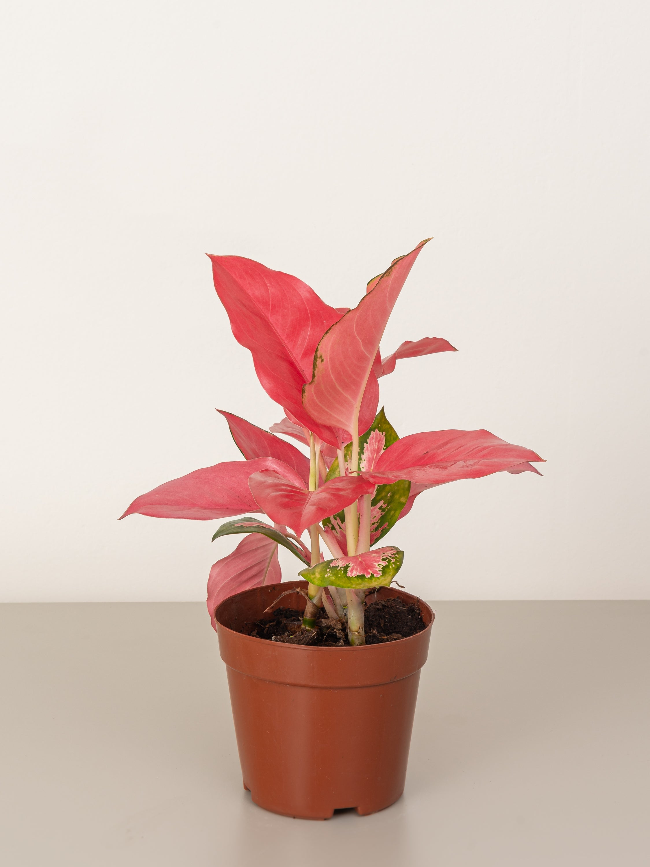 Aglaonema Pink