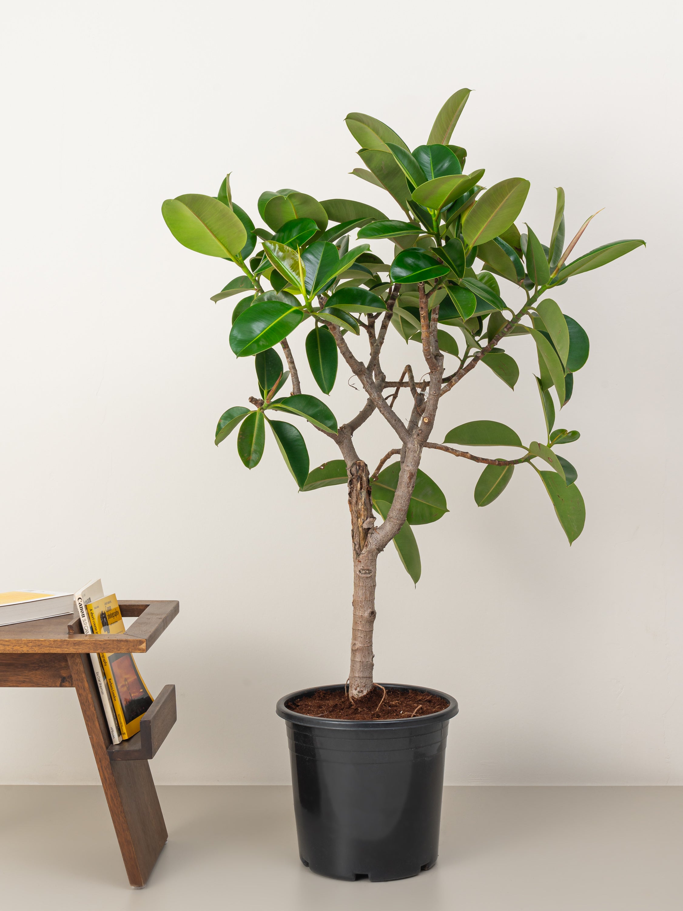 Green Rubber Tree