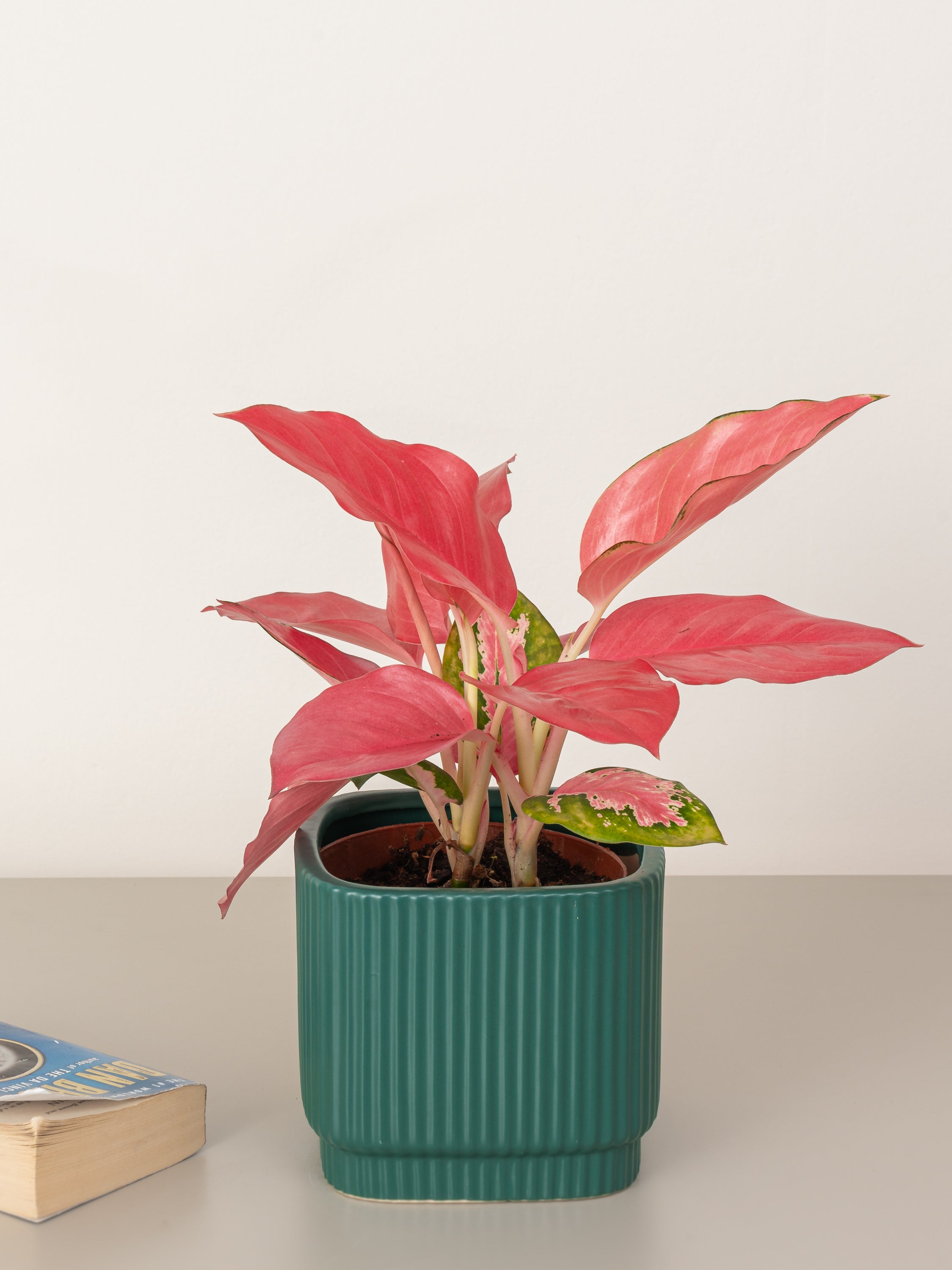 Aglaonema Pink