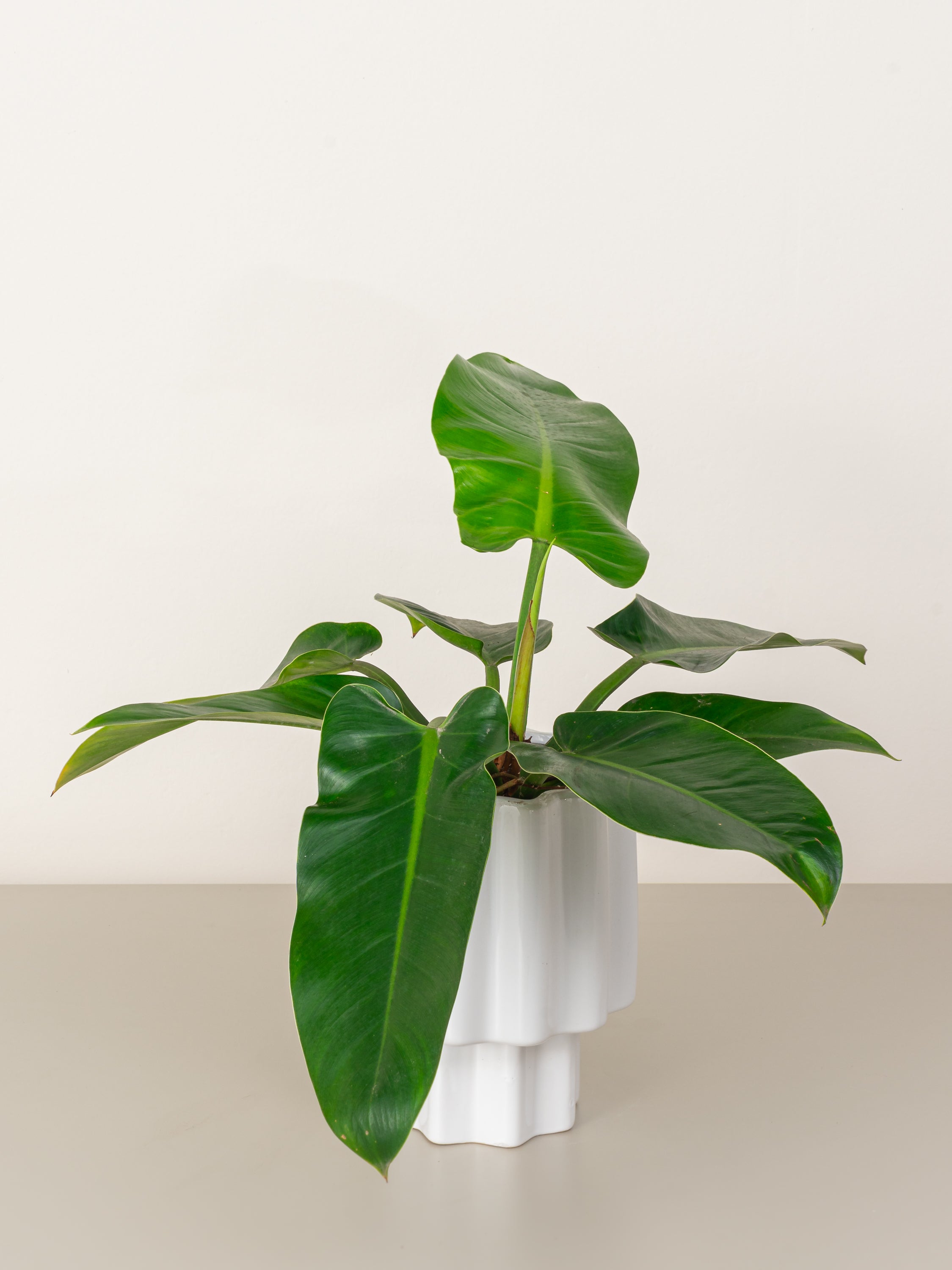 Philodendron Imperial Green