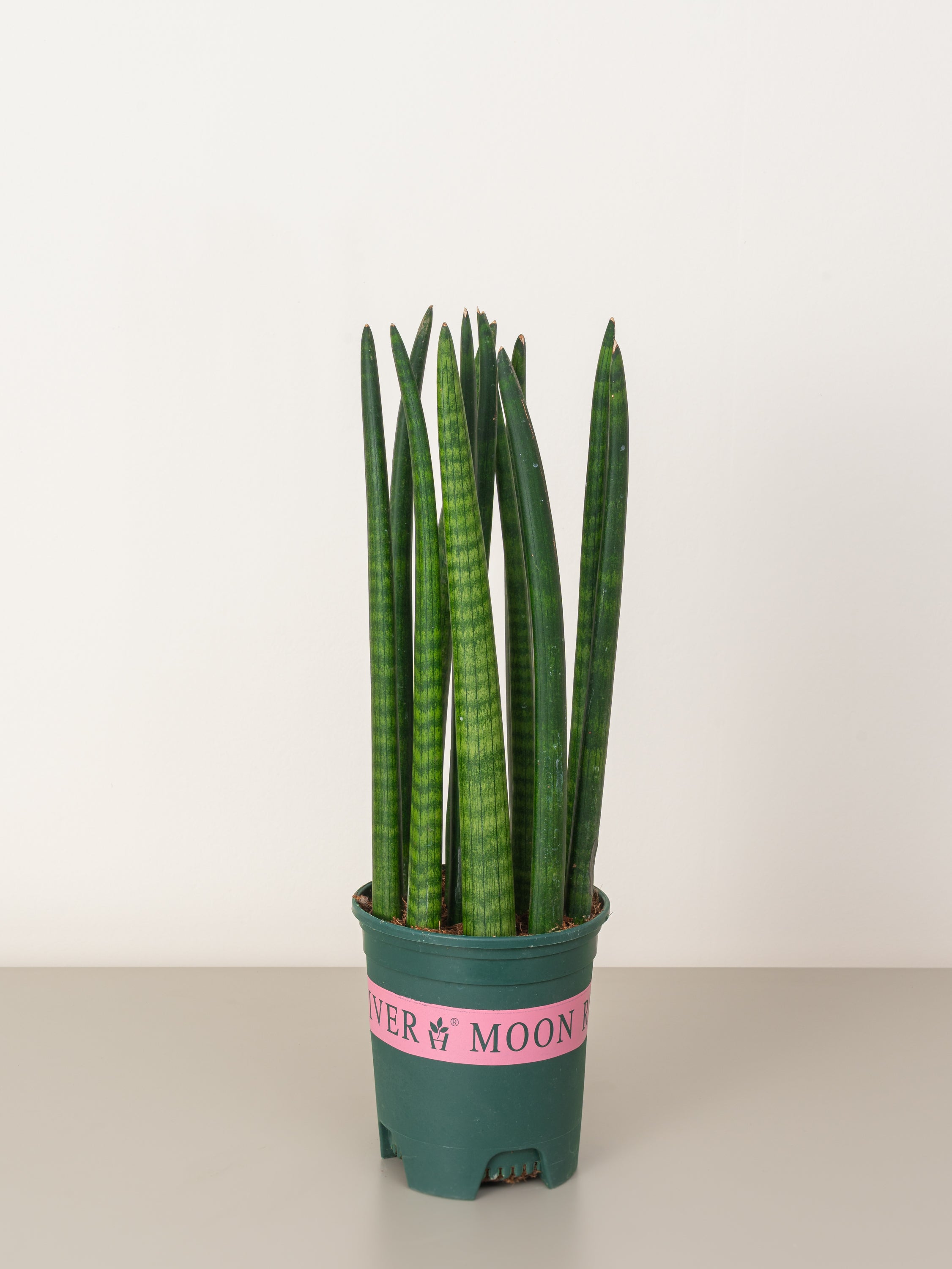 Snake Plant Cylindrica