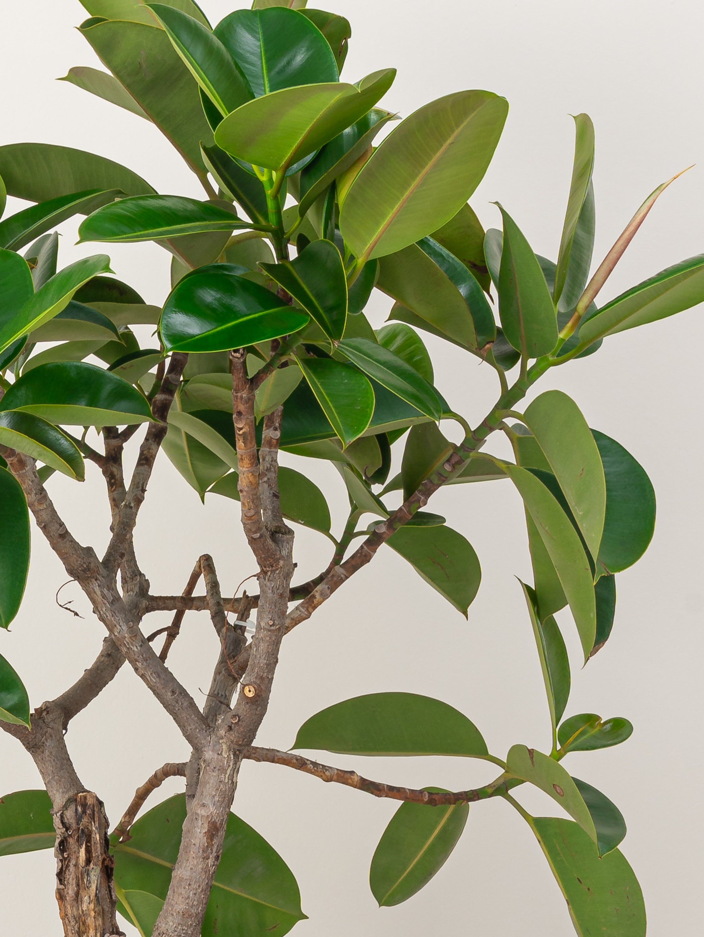 Green Rubber Tree