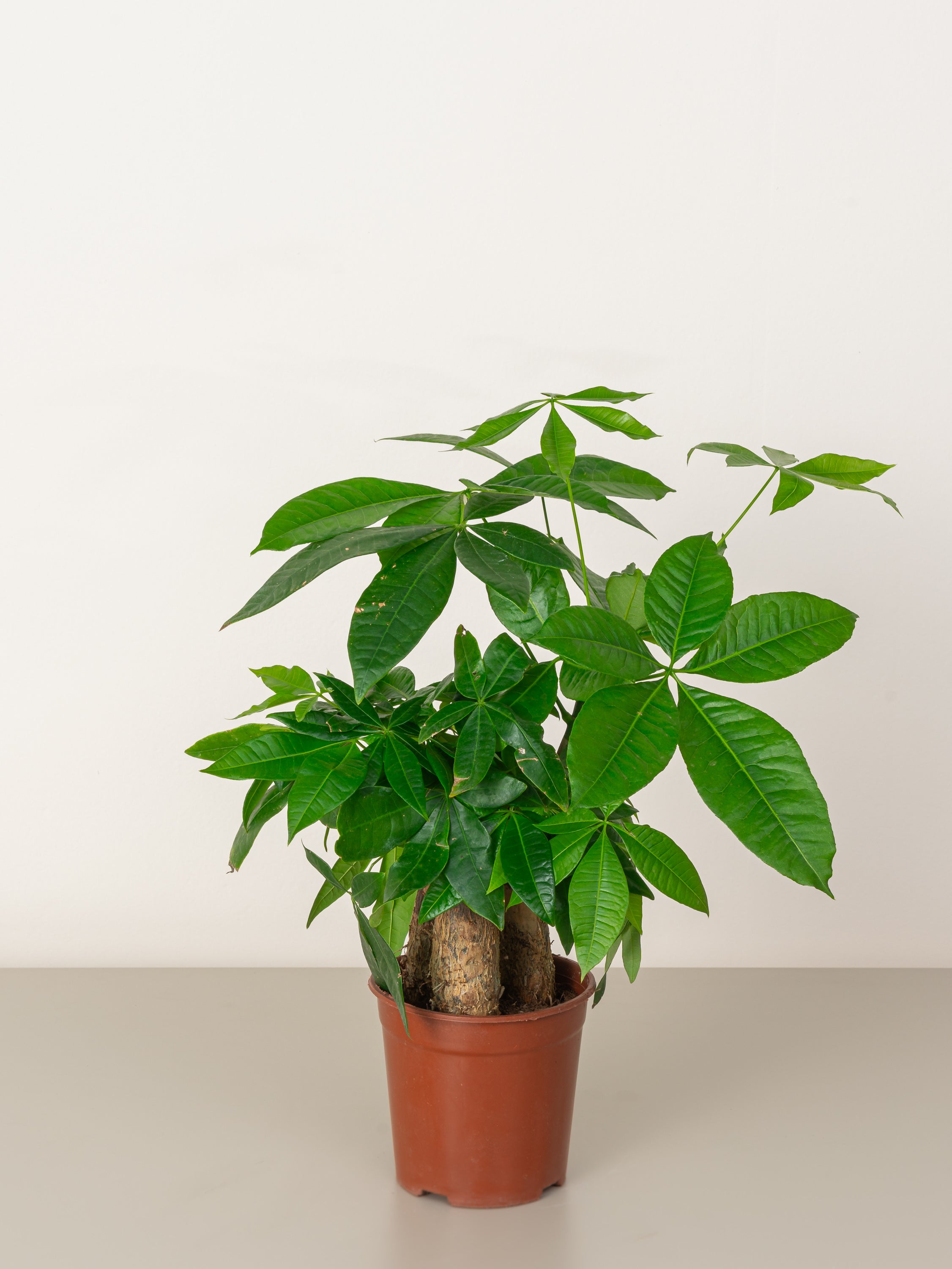 Money Tree