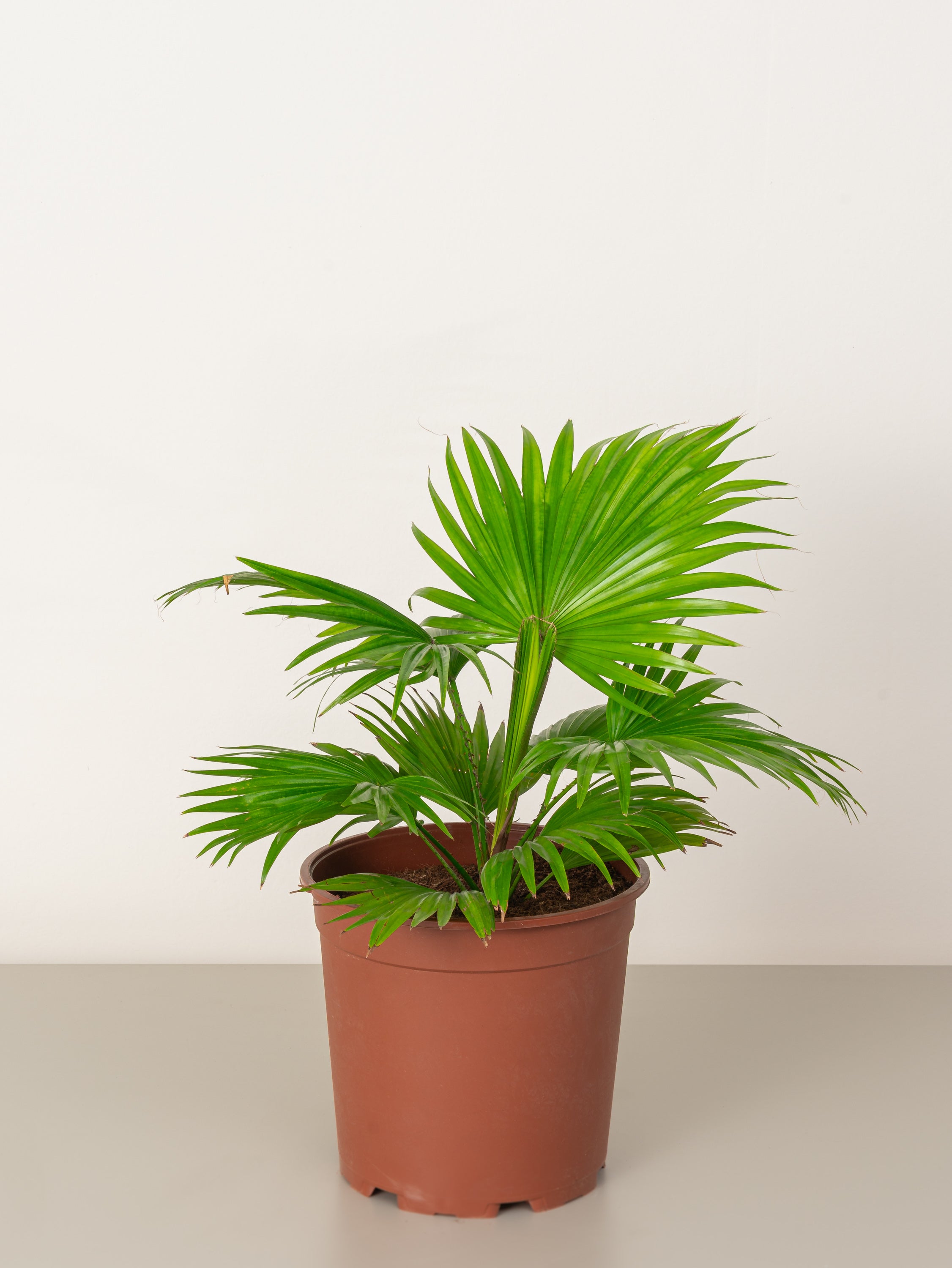 Livistona Palm
