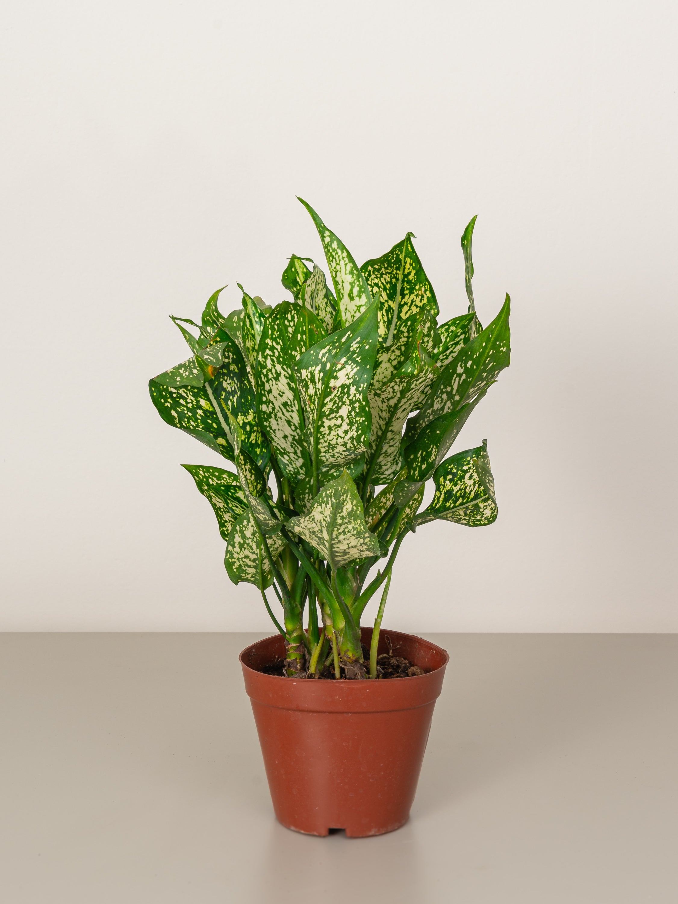 Chinese Evergreen