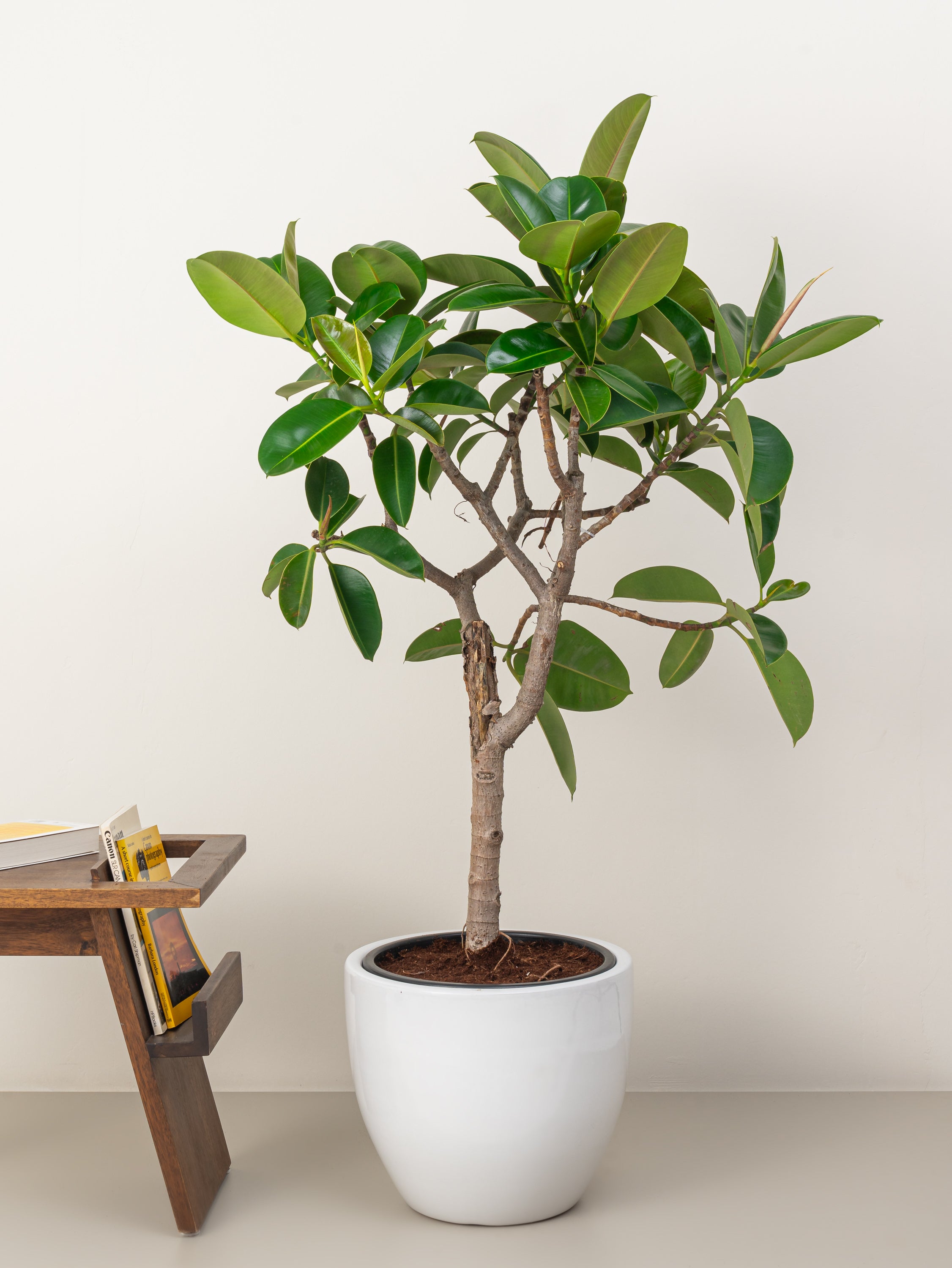 Green Rubber Tree