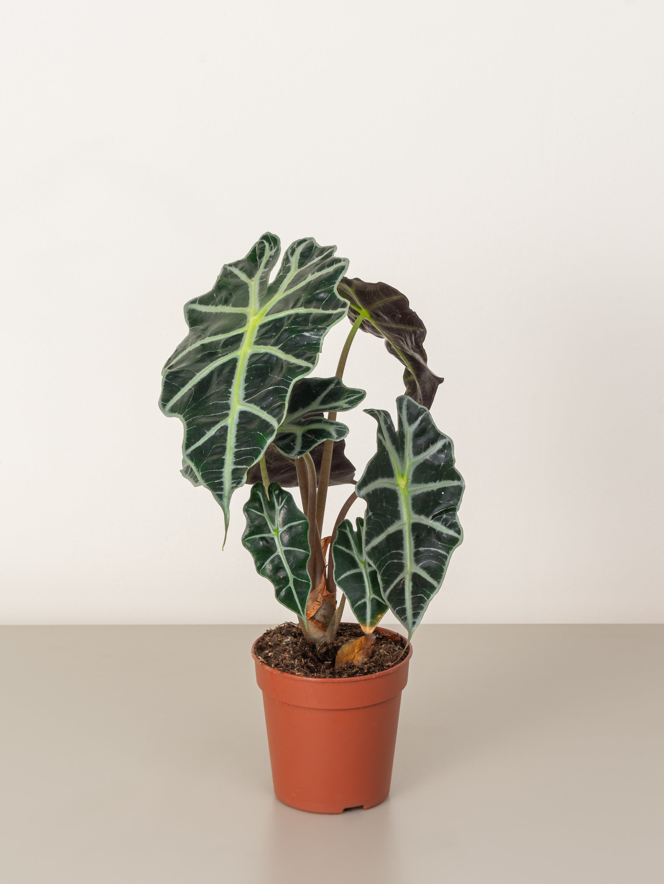 Elephant Ear