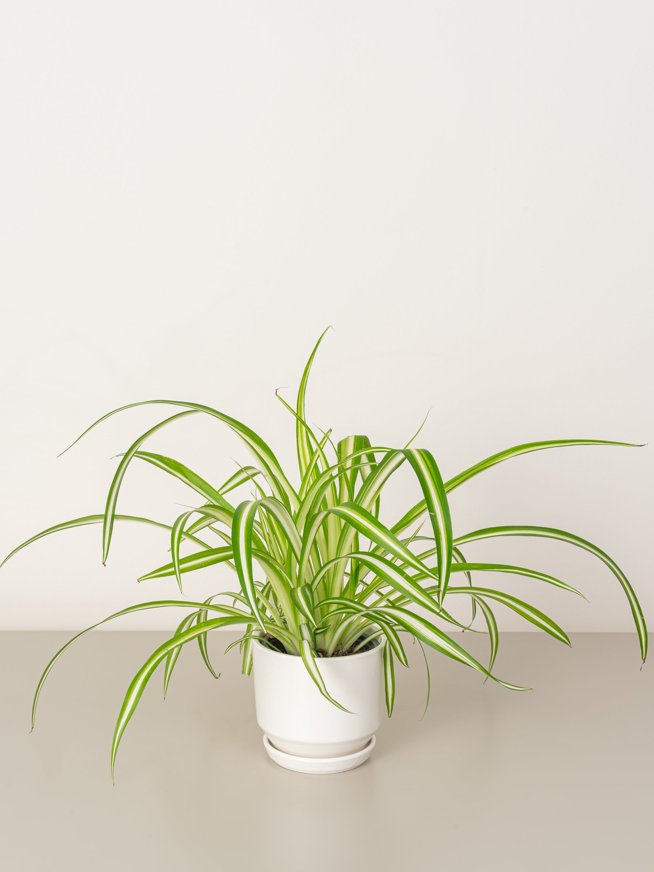 Spider Plant