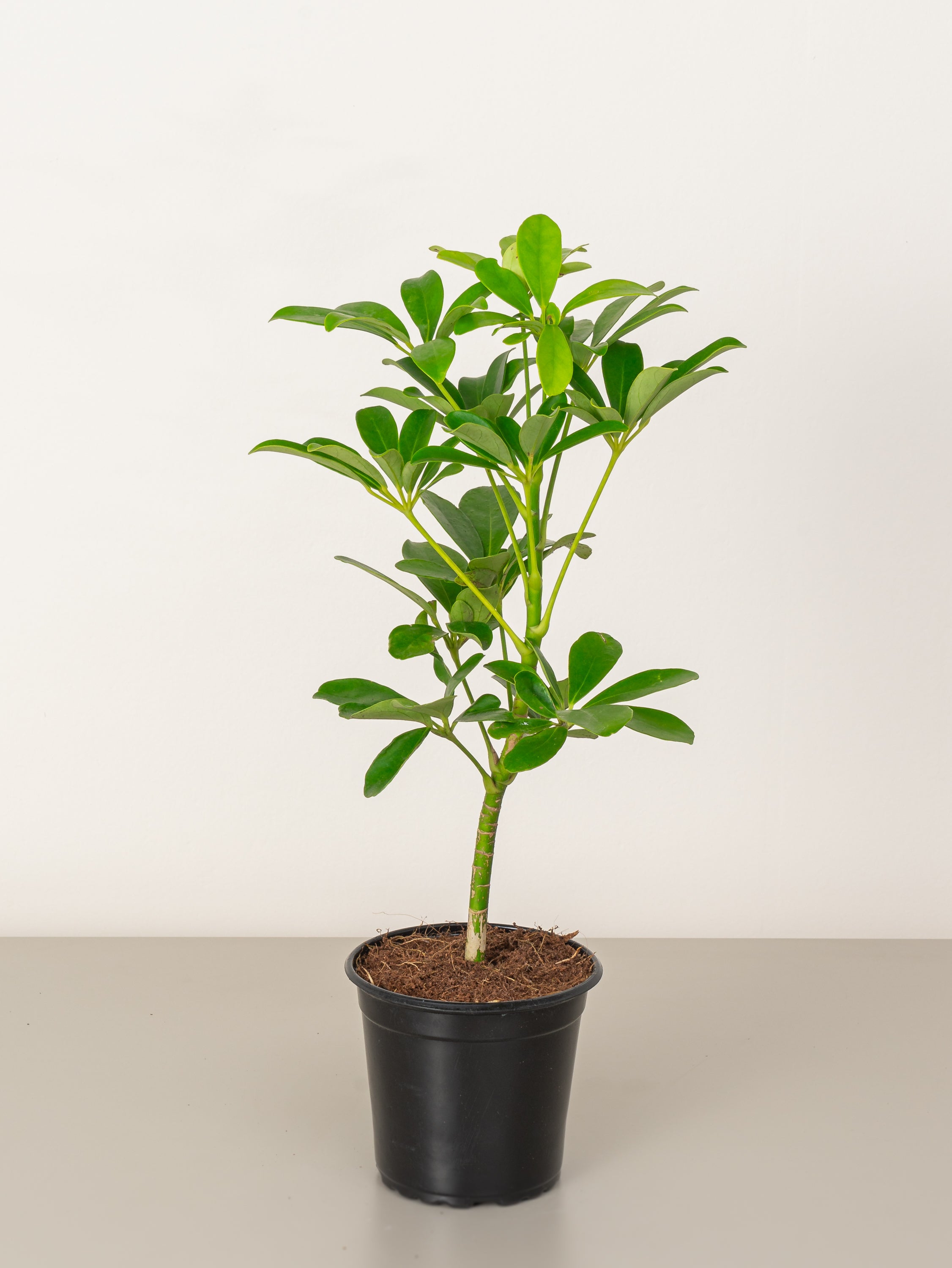 Umbrella Plant