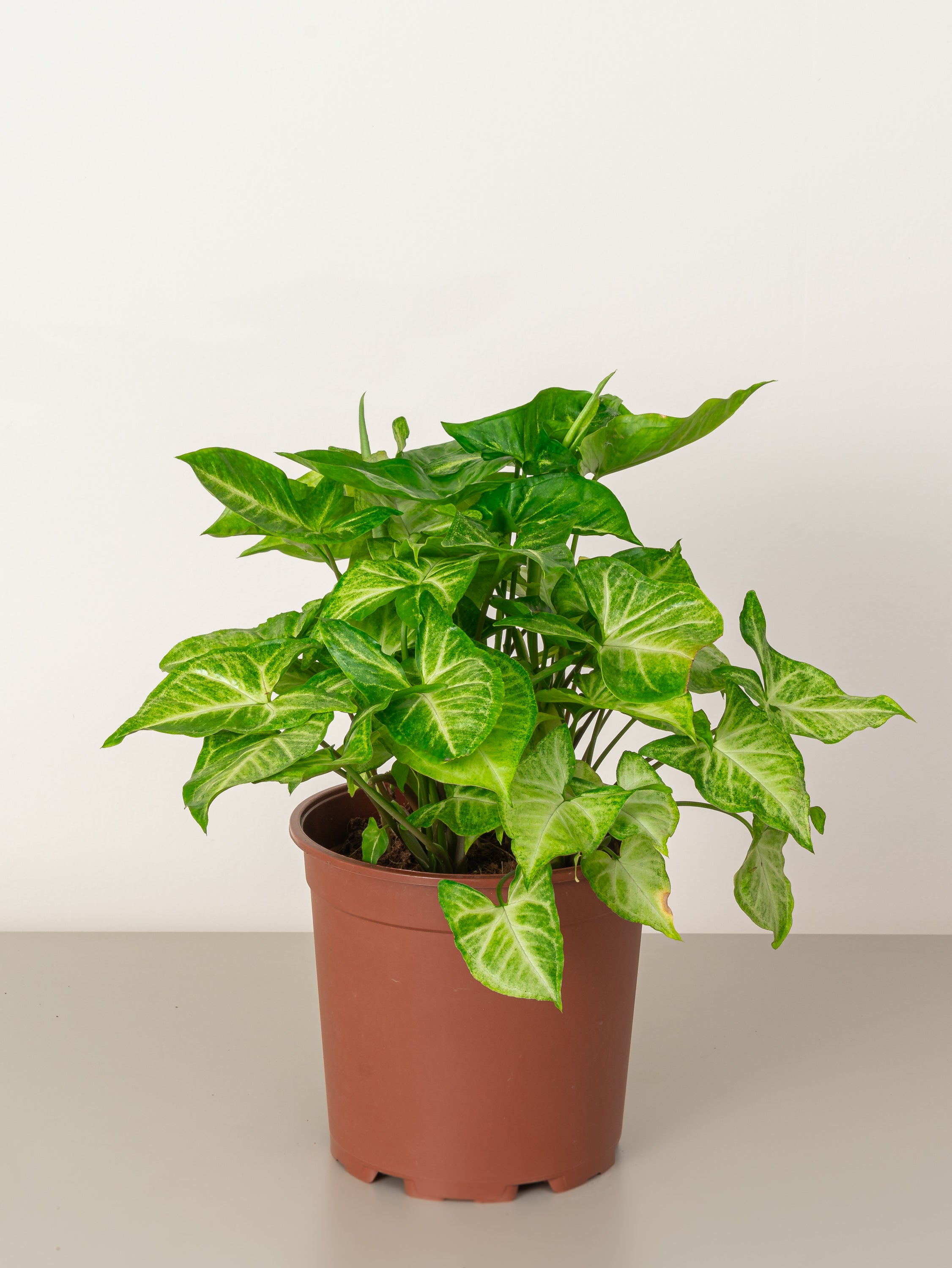 Arrowhead Plant