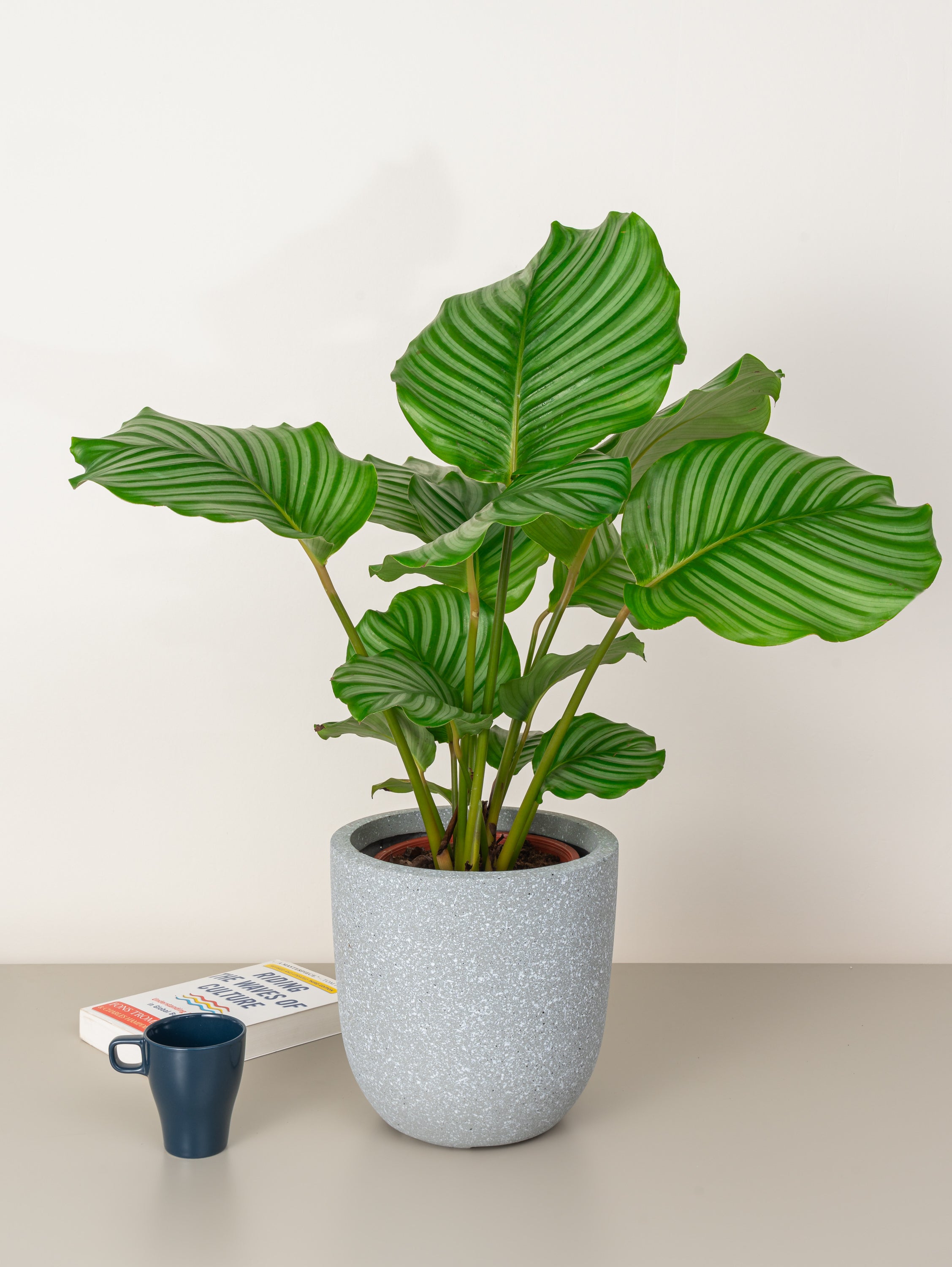 Calathea Orbifolia