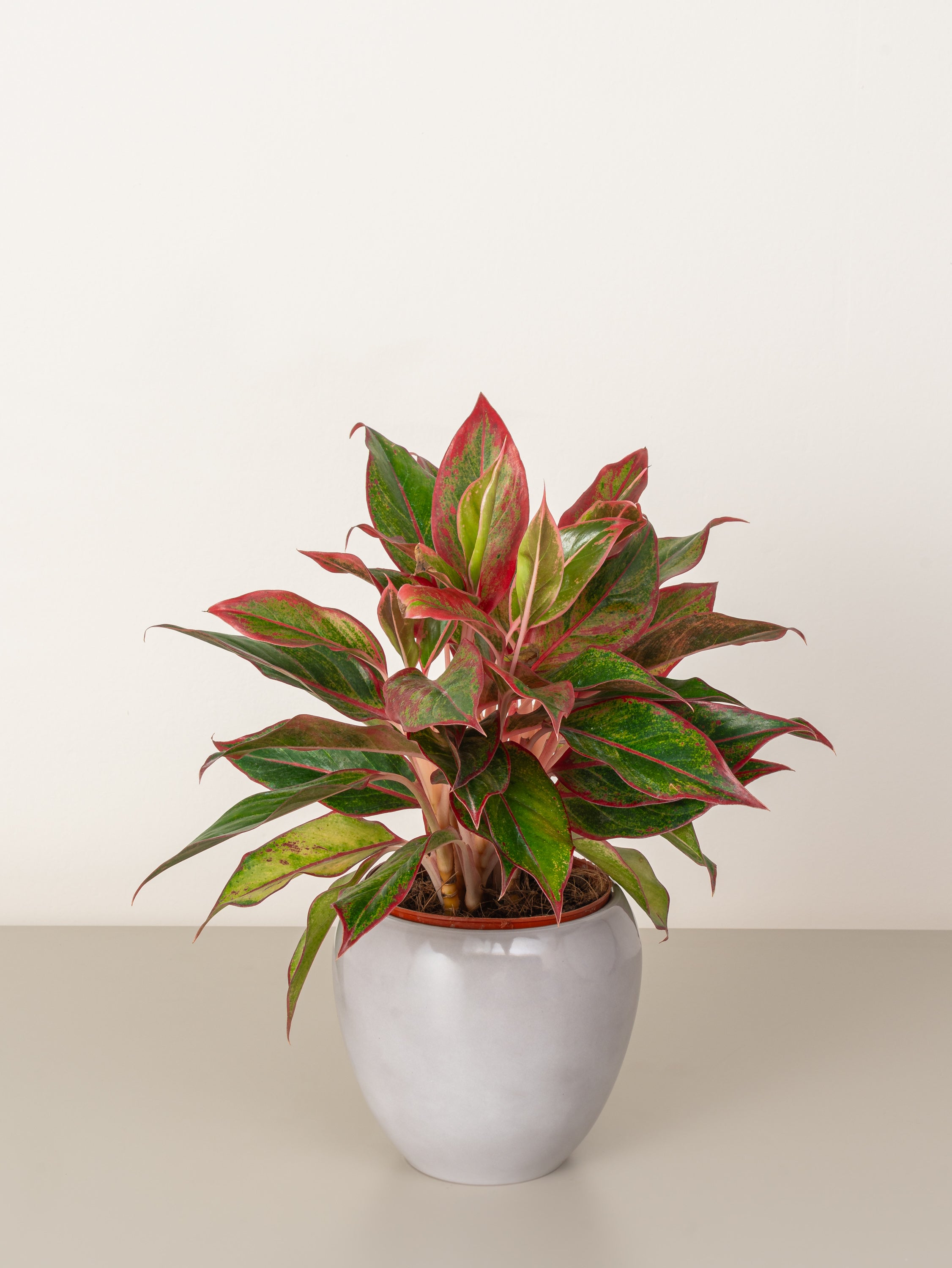 Aglaonema Red