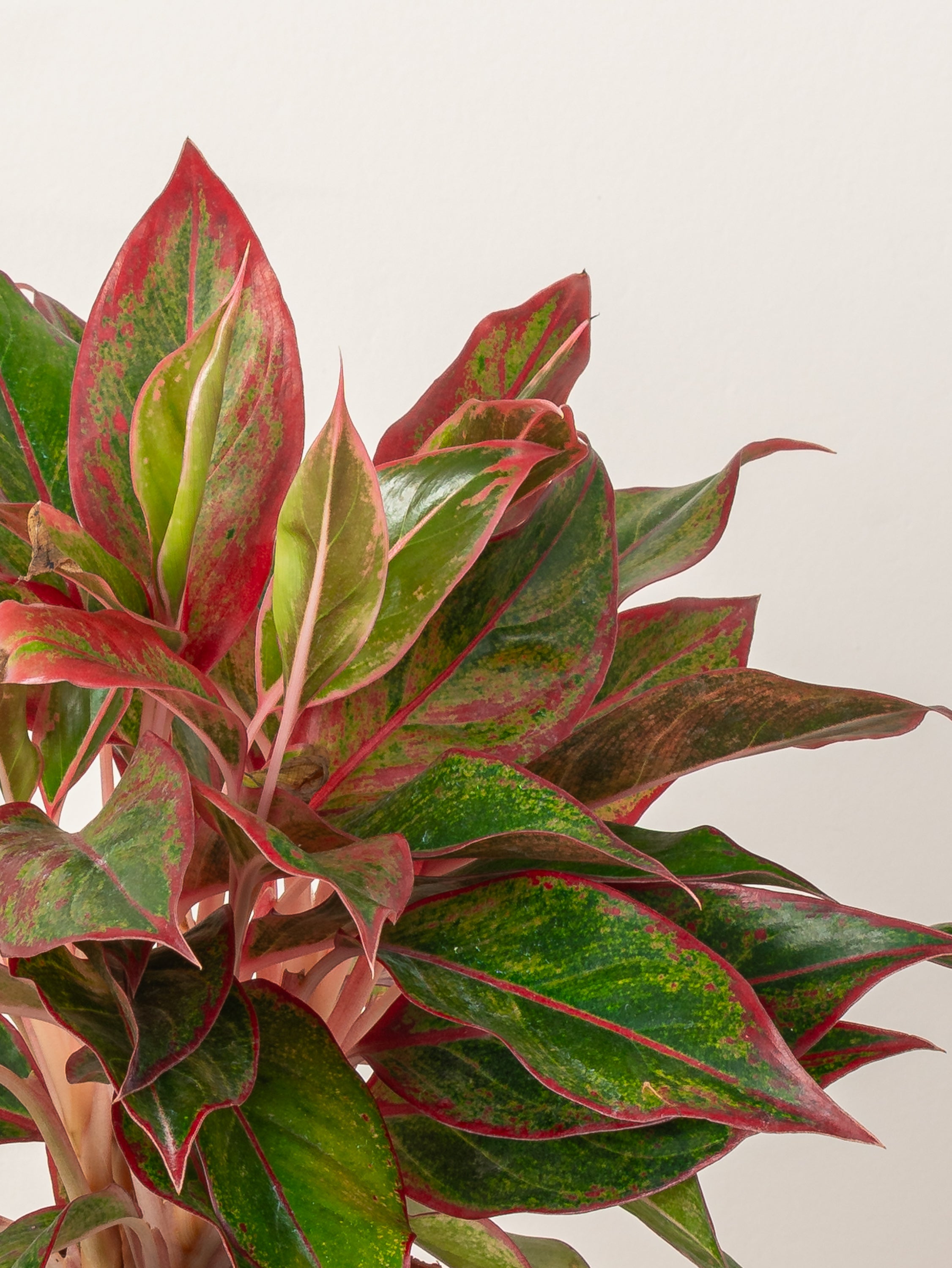 Aglaonema Red