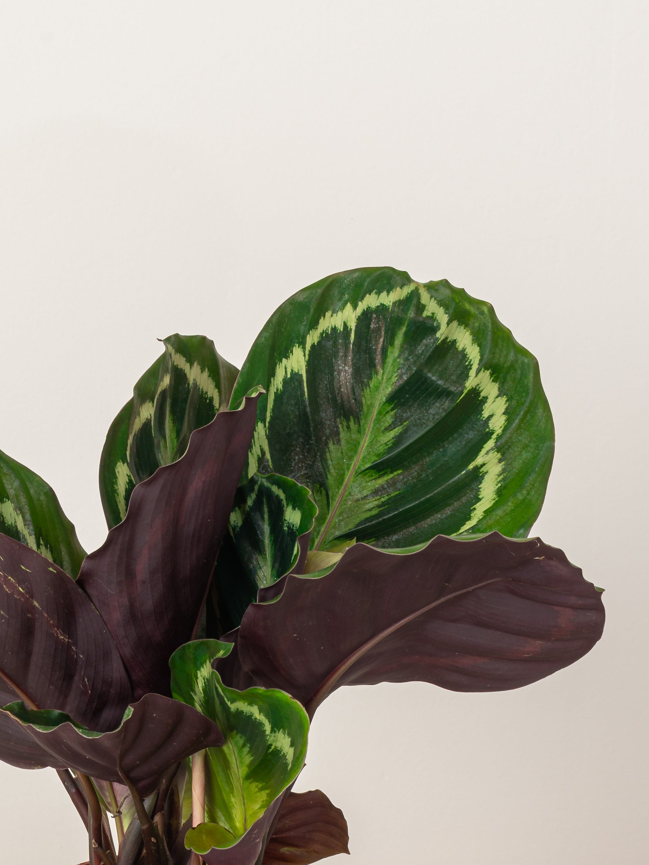 Calathea Roseopicta