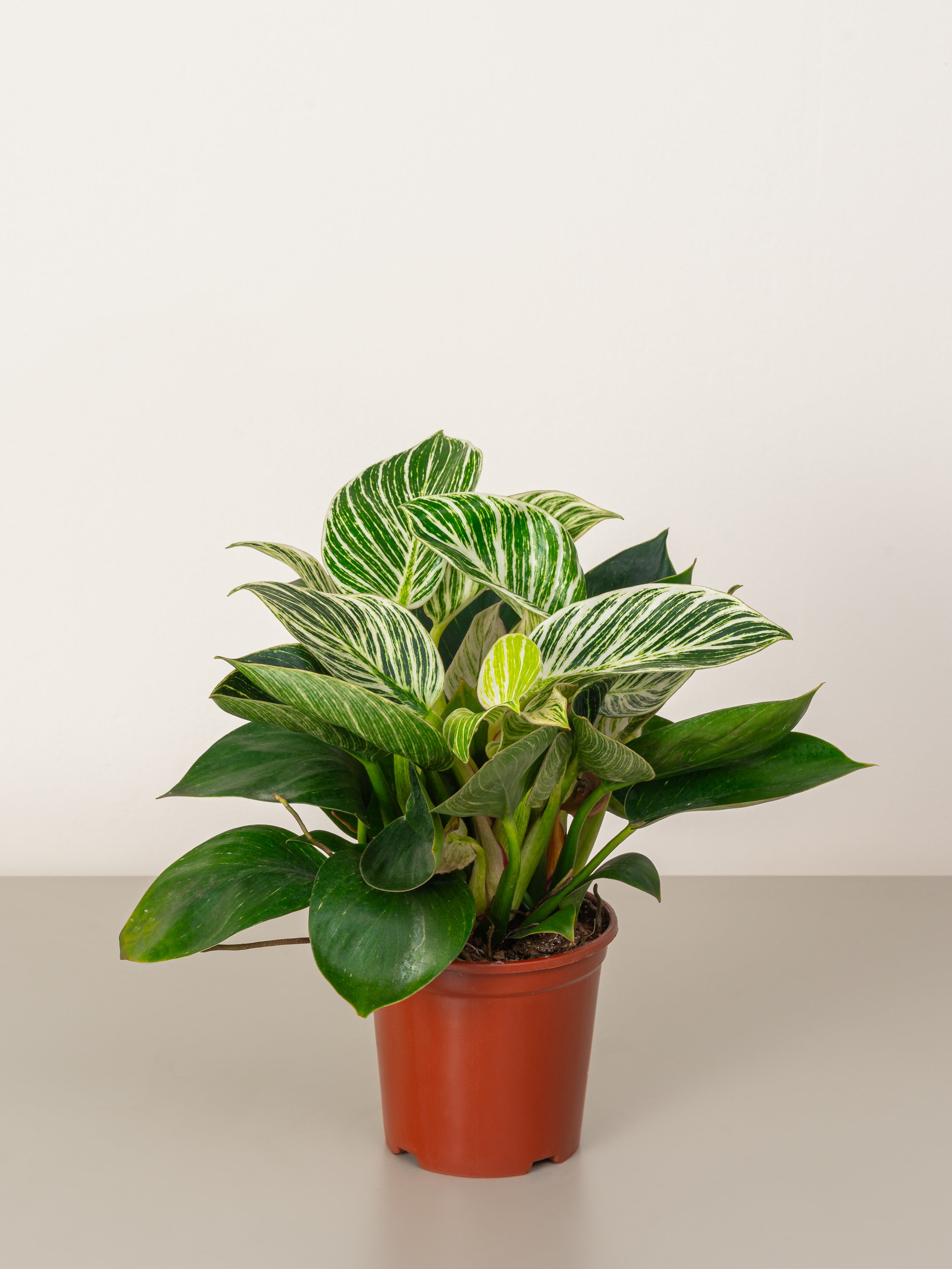 Philodendron Birkin