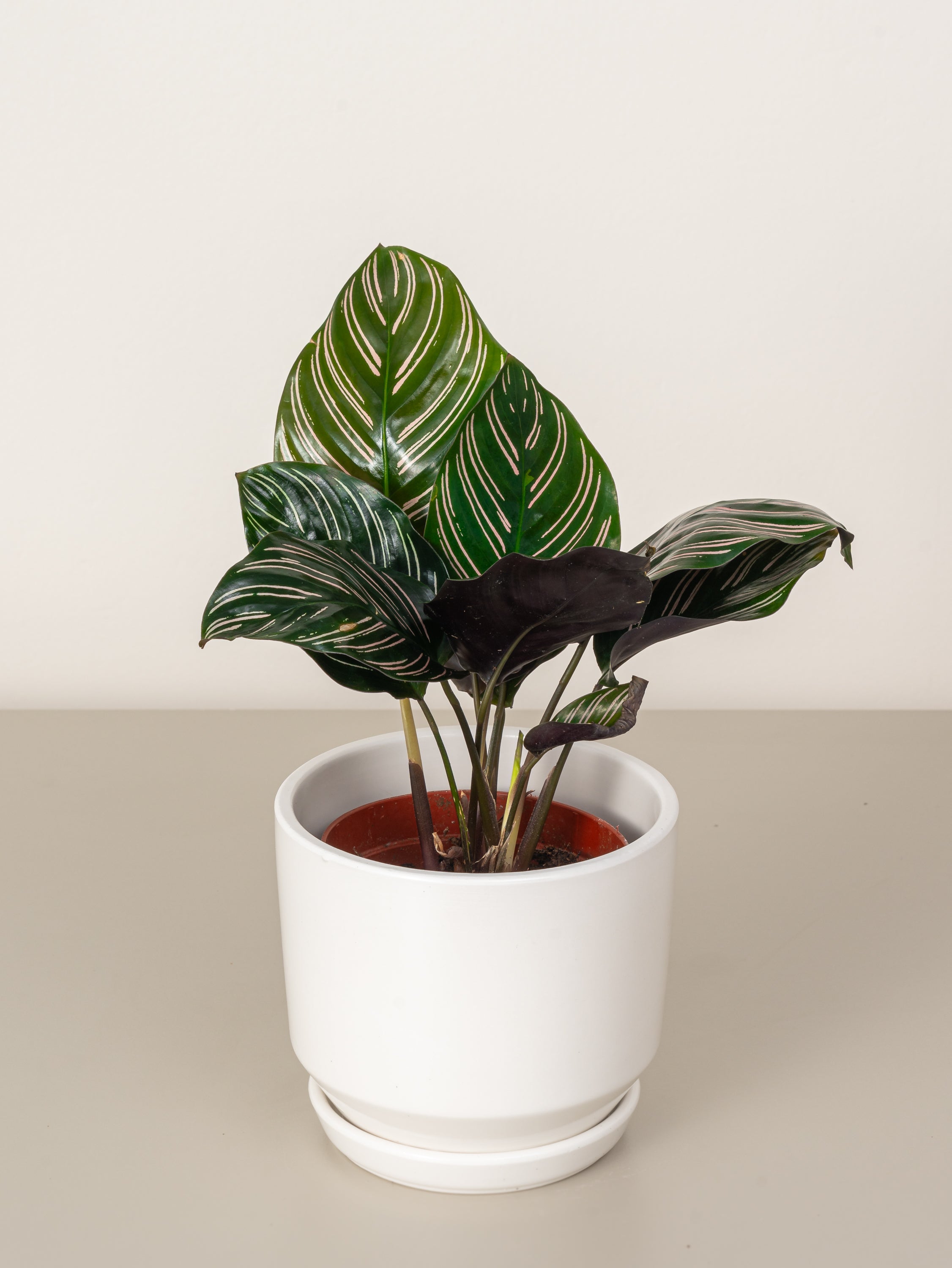 Calathea Ornata