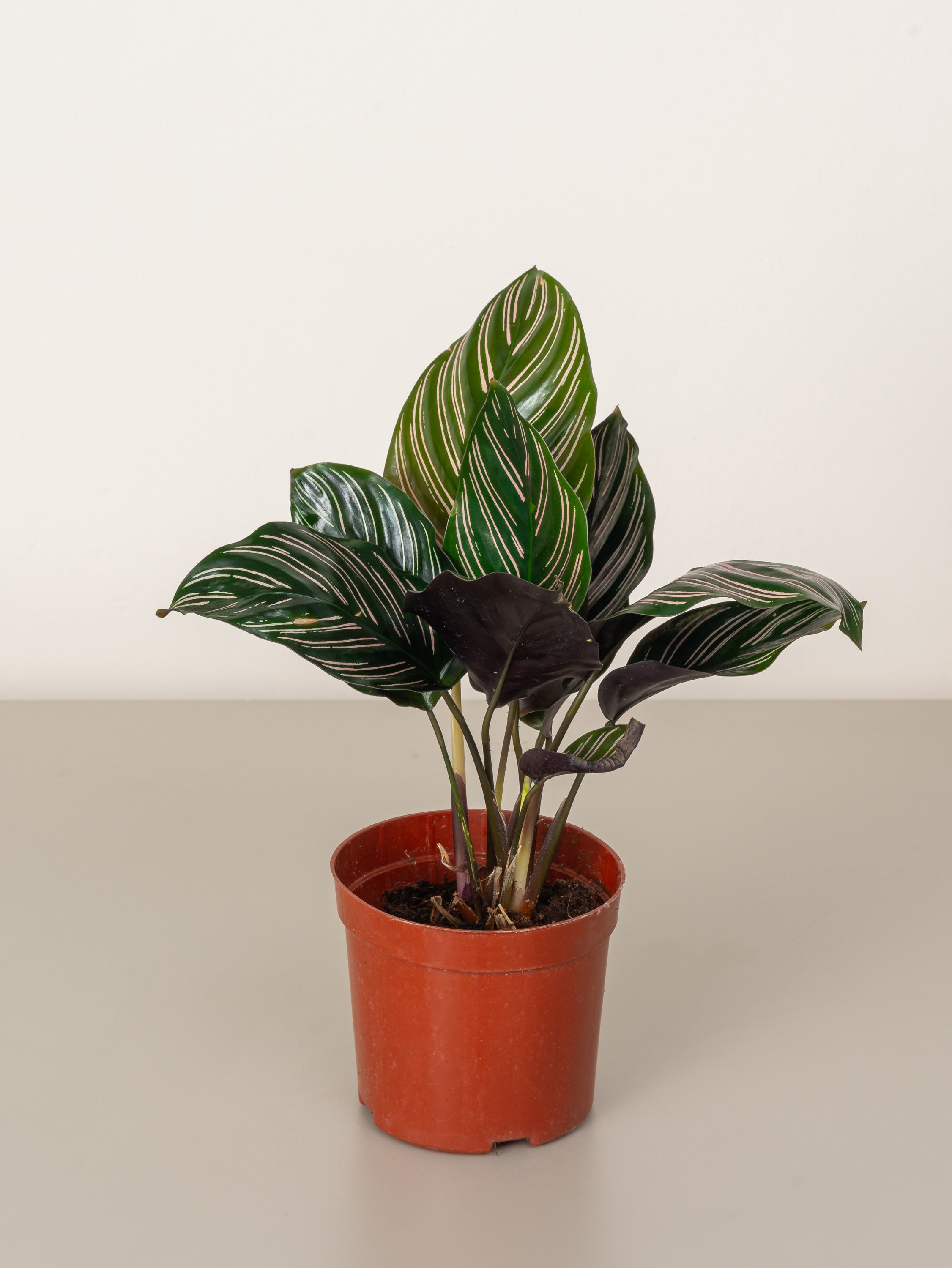 Calathea Ornata