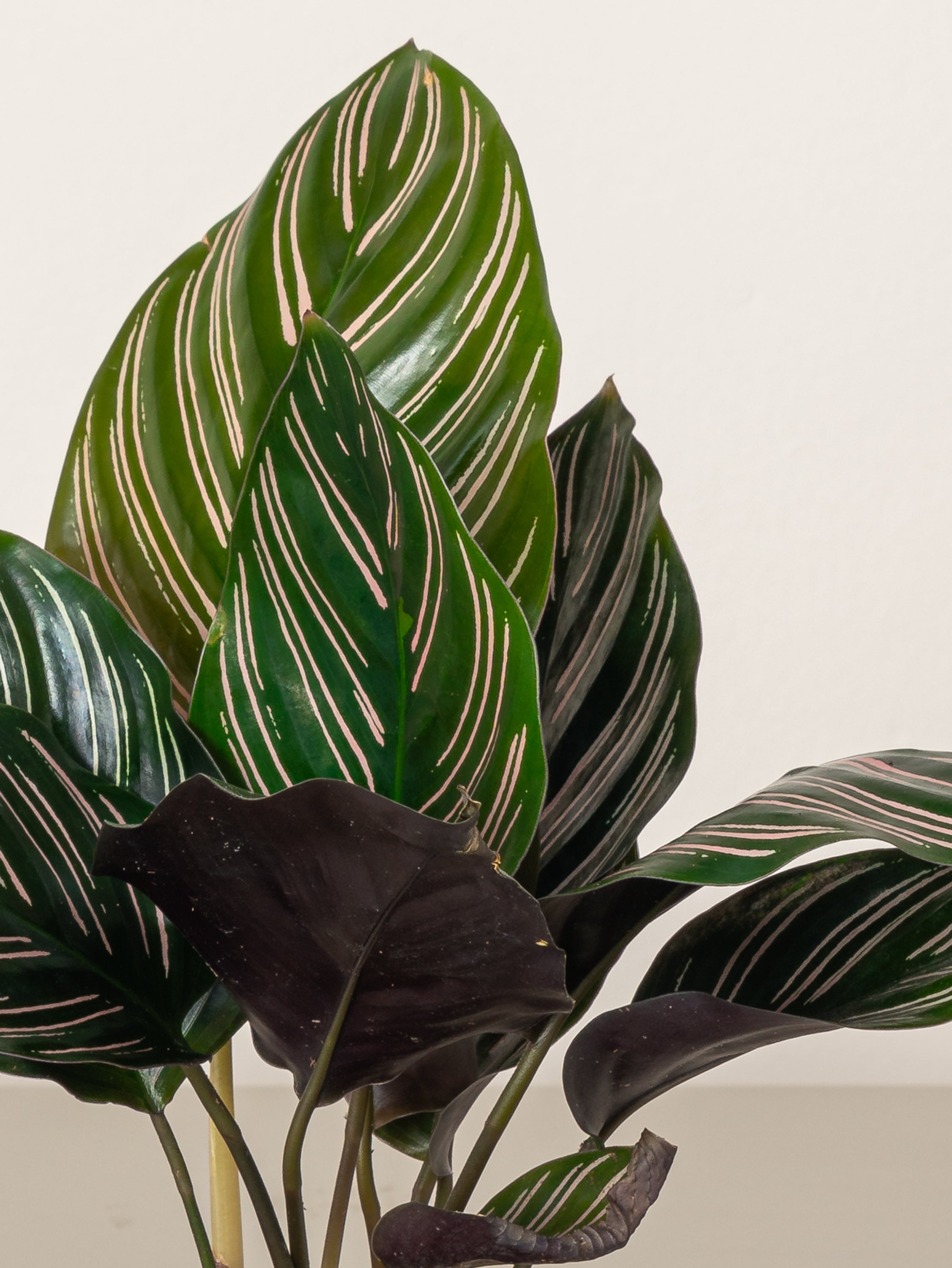 Calathea Ornata