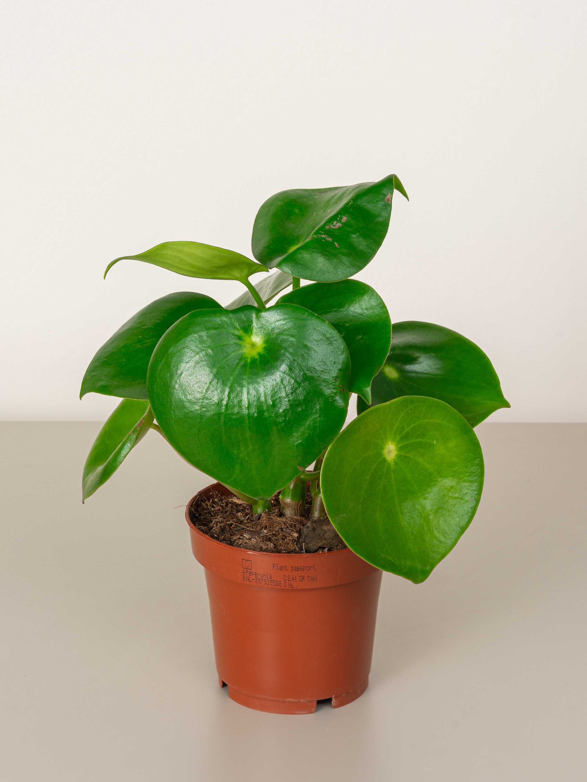 Chinese Money Plant