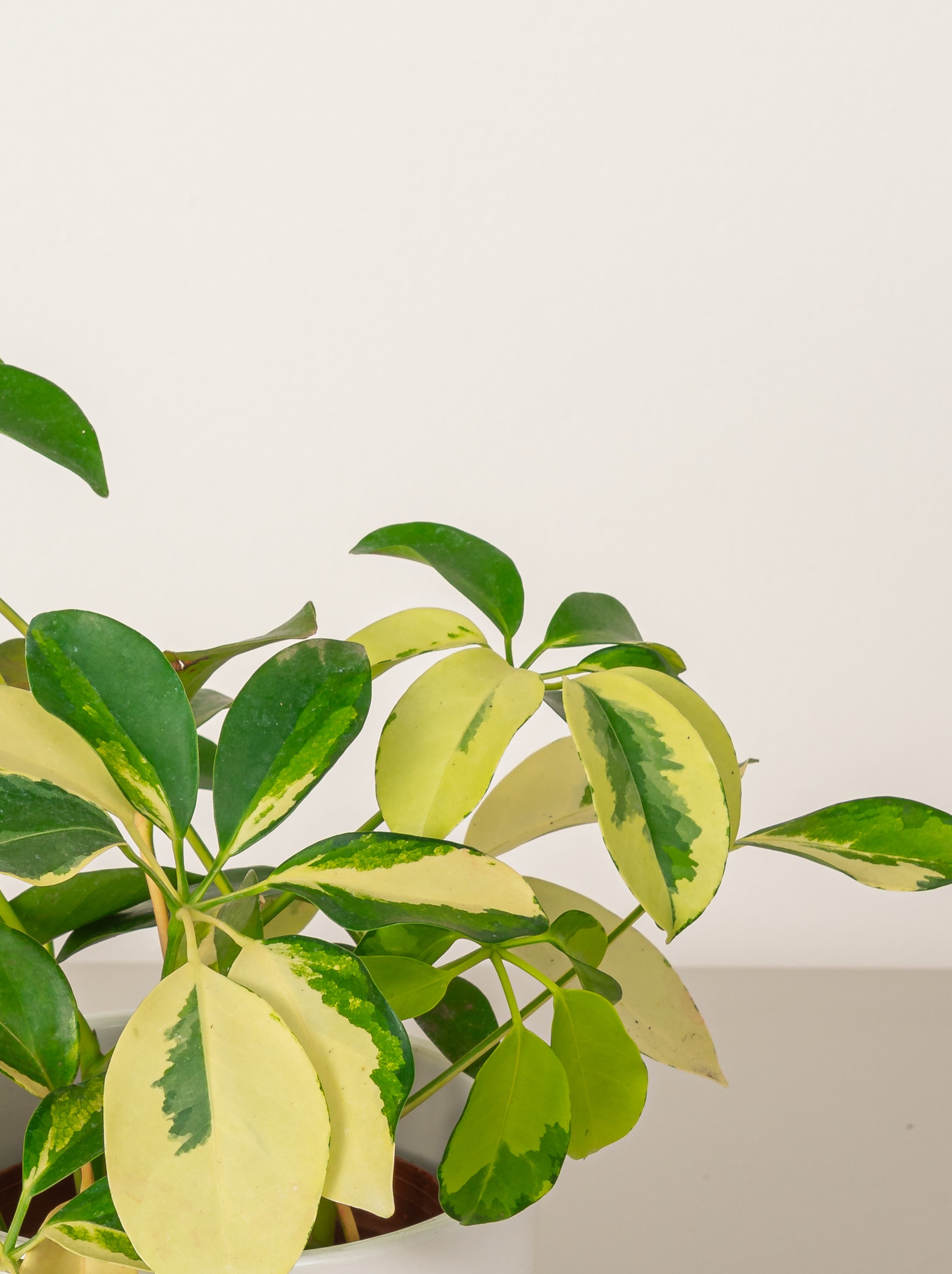 Philodendron Lemon Lime