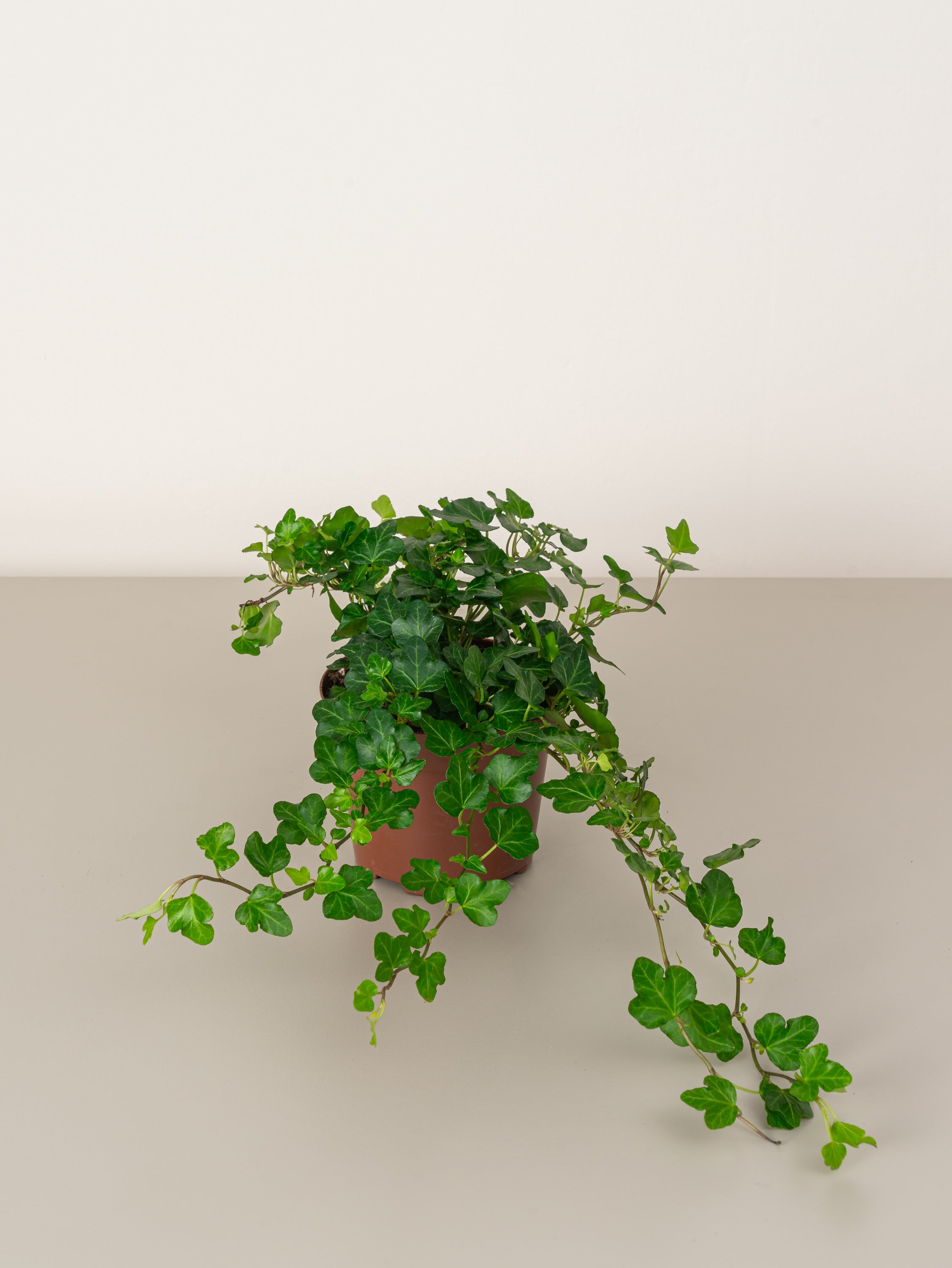 English Ivy