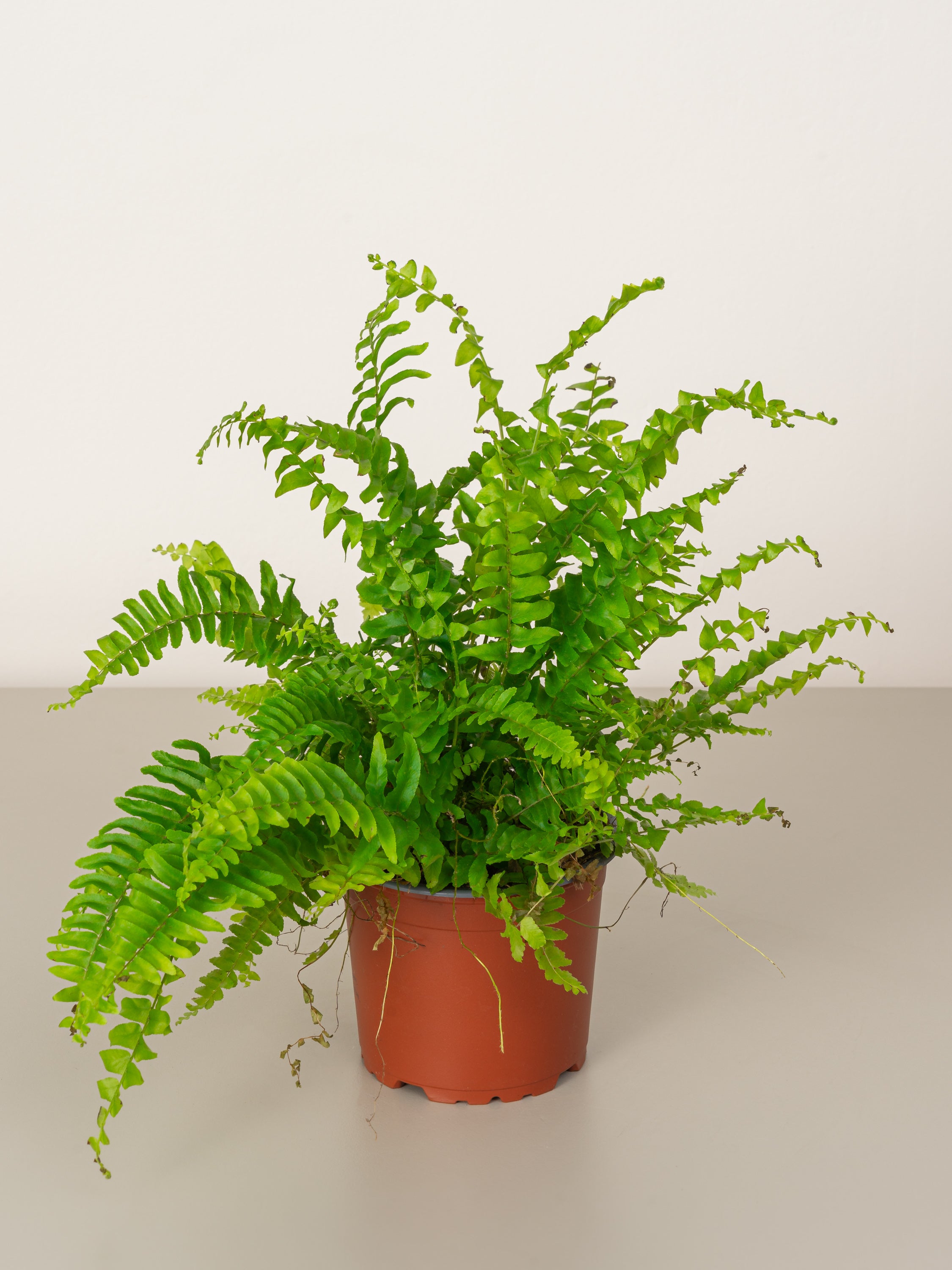 Boston Fern