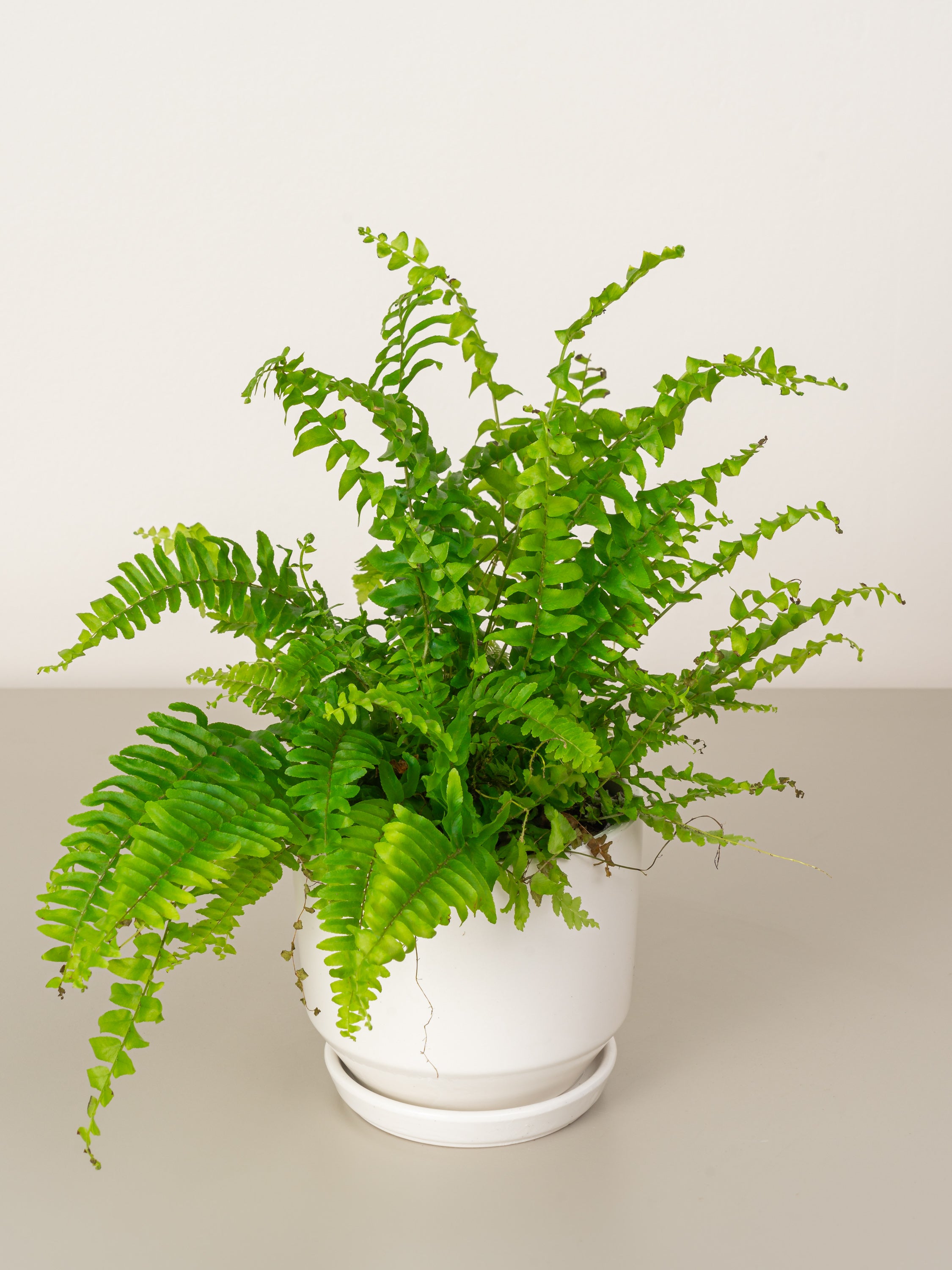 Boston Fern