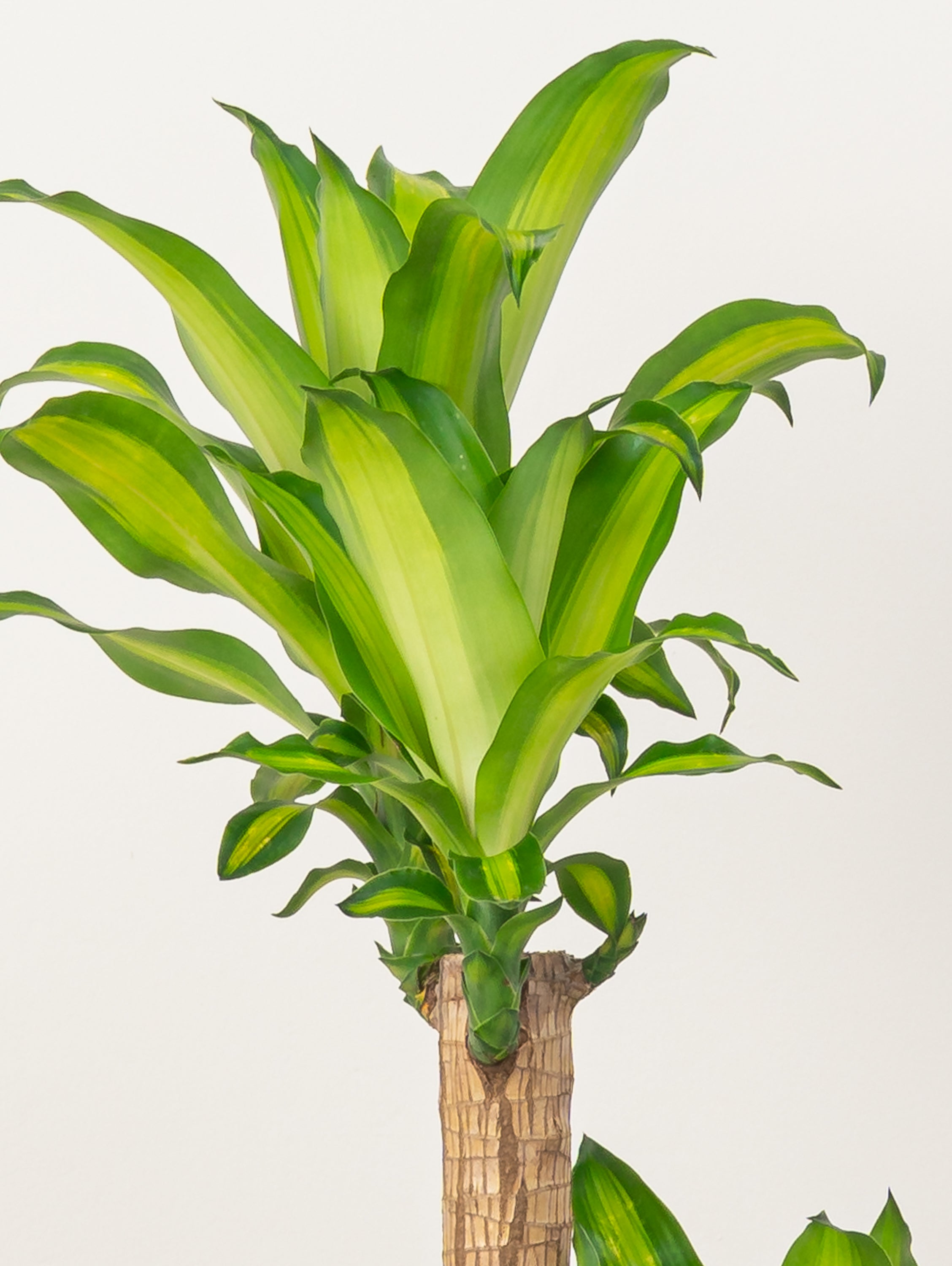 Cornstalk Plant