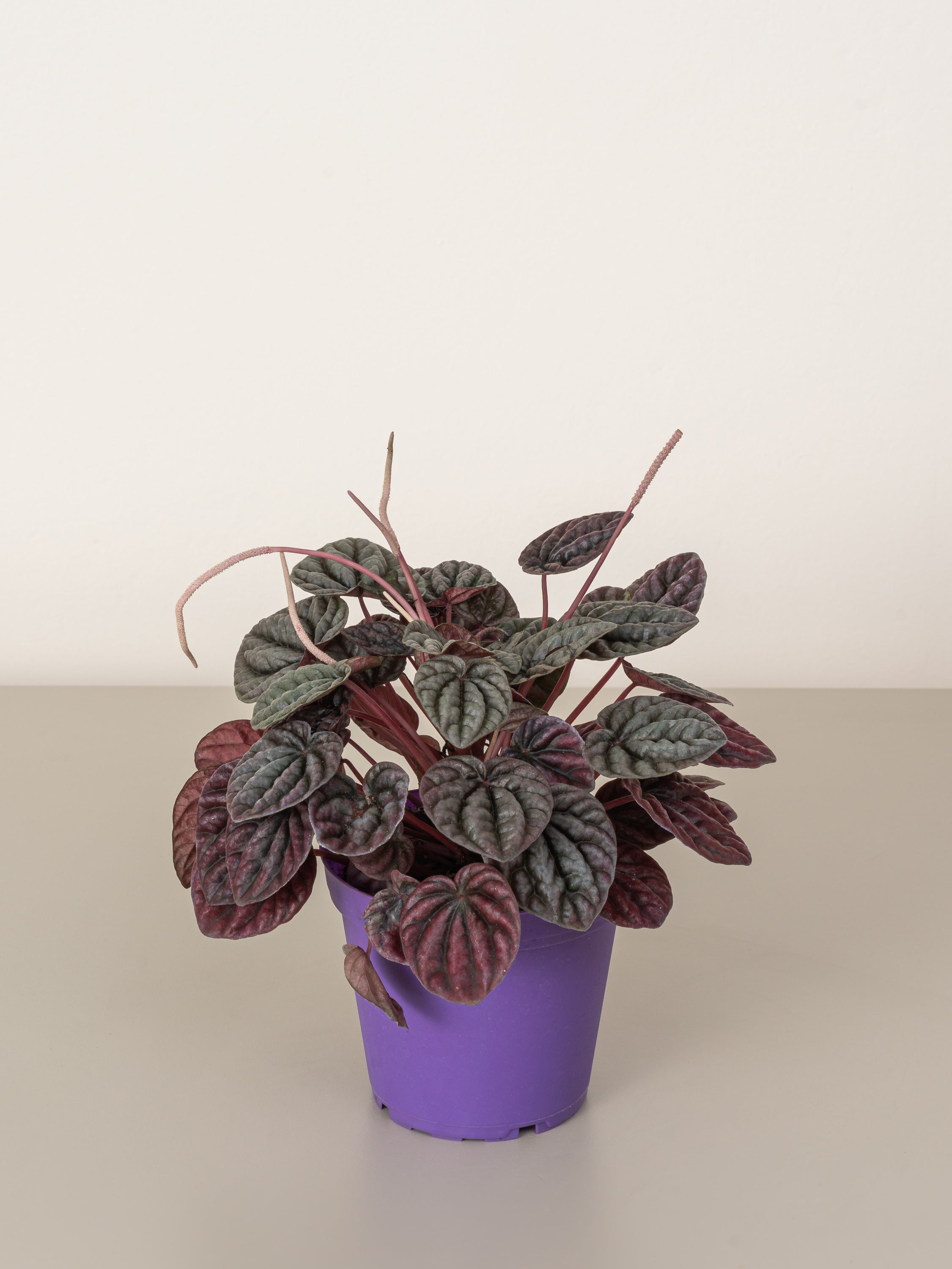 Peperomia Red Luna