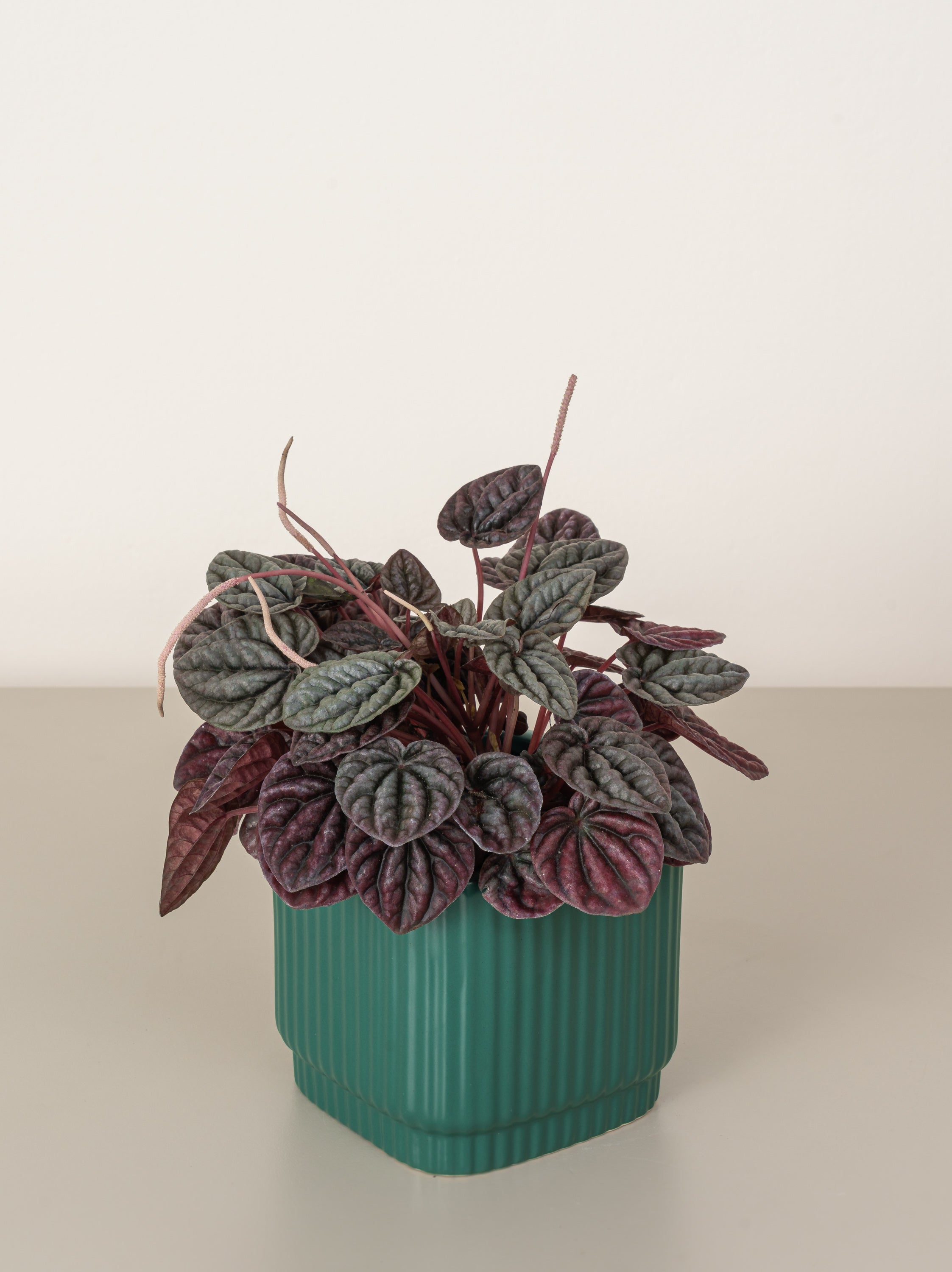 Peperomia Red Luna