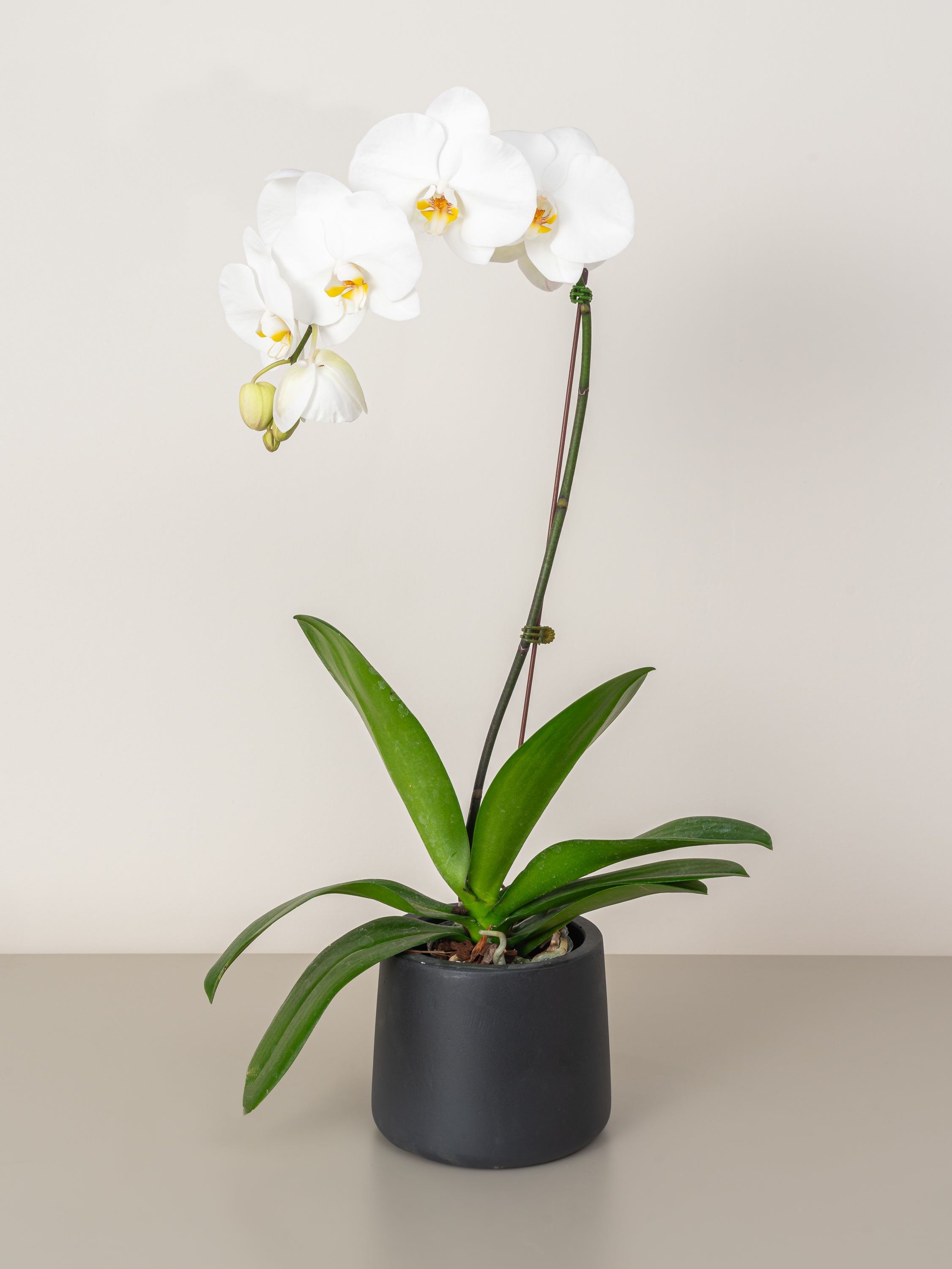 Orchid (1-stem)