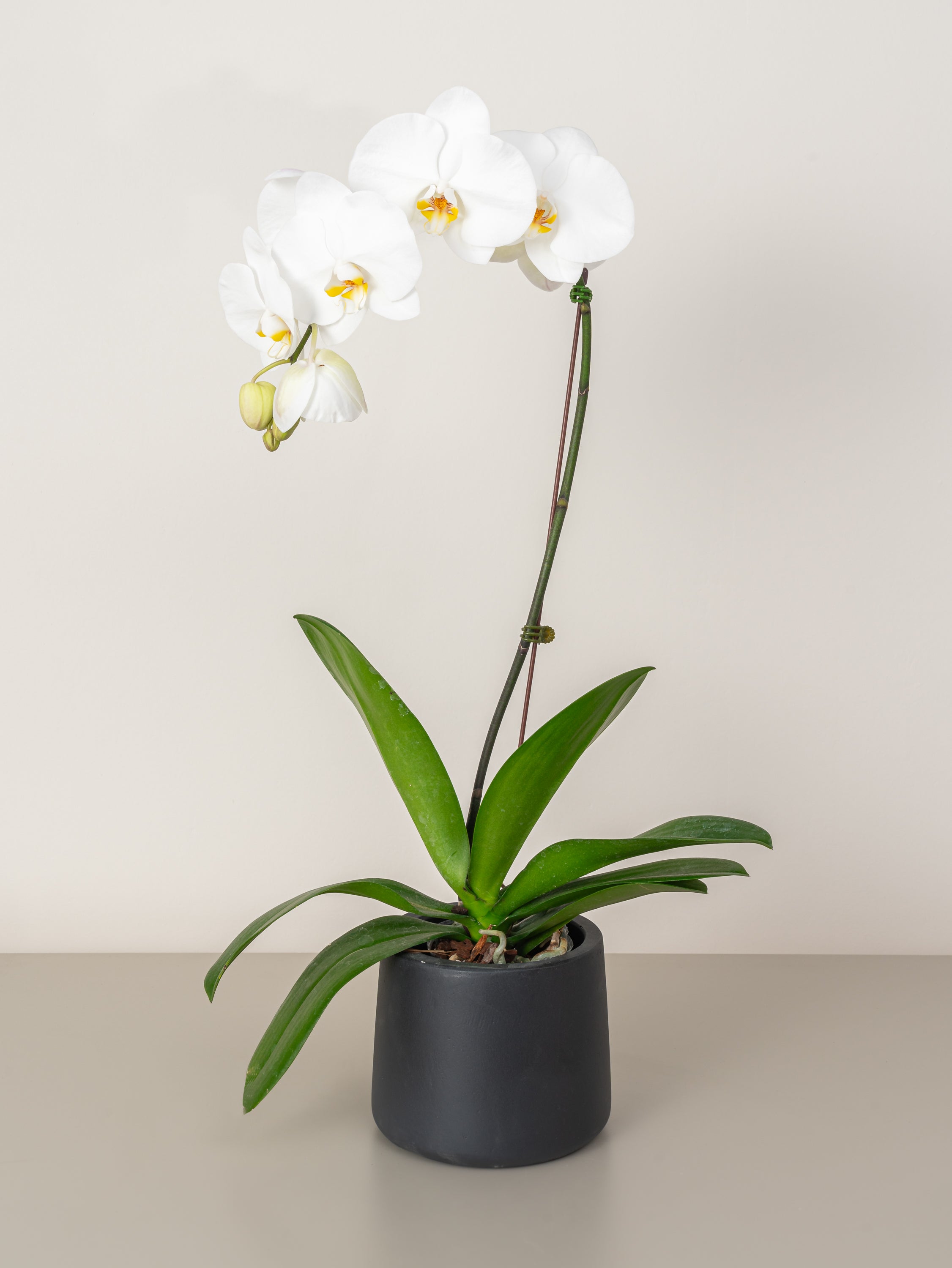 Orchid