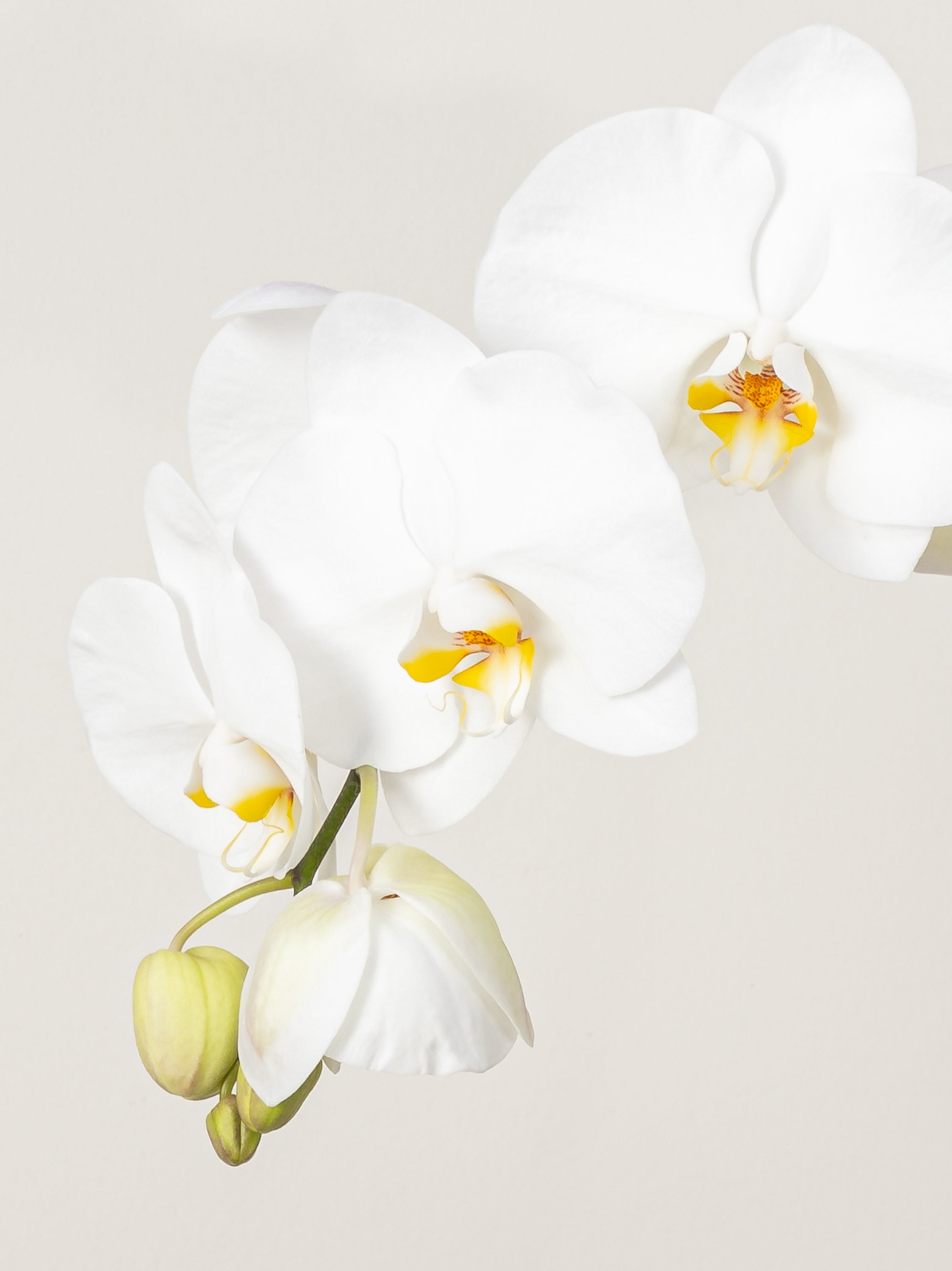Orchid (1-stem)