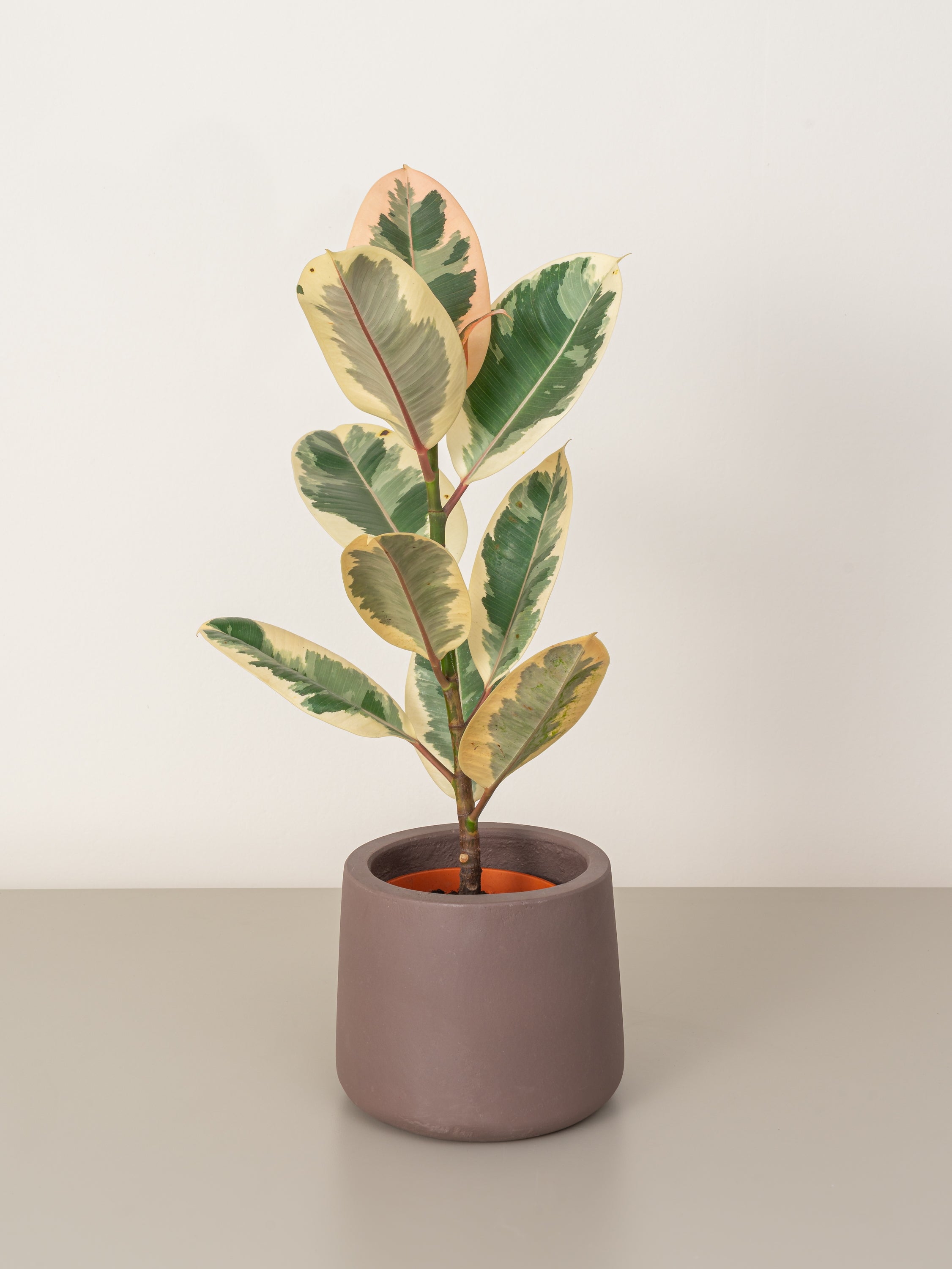 Variegated Rubber Plant