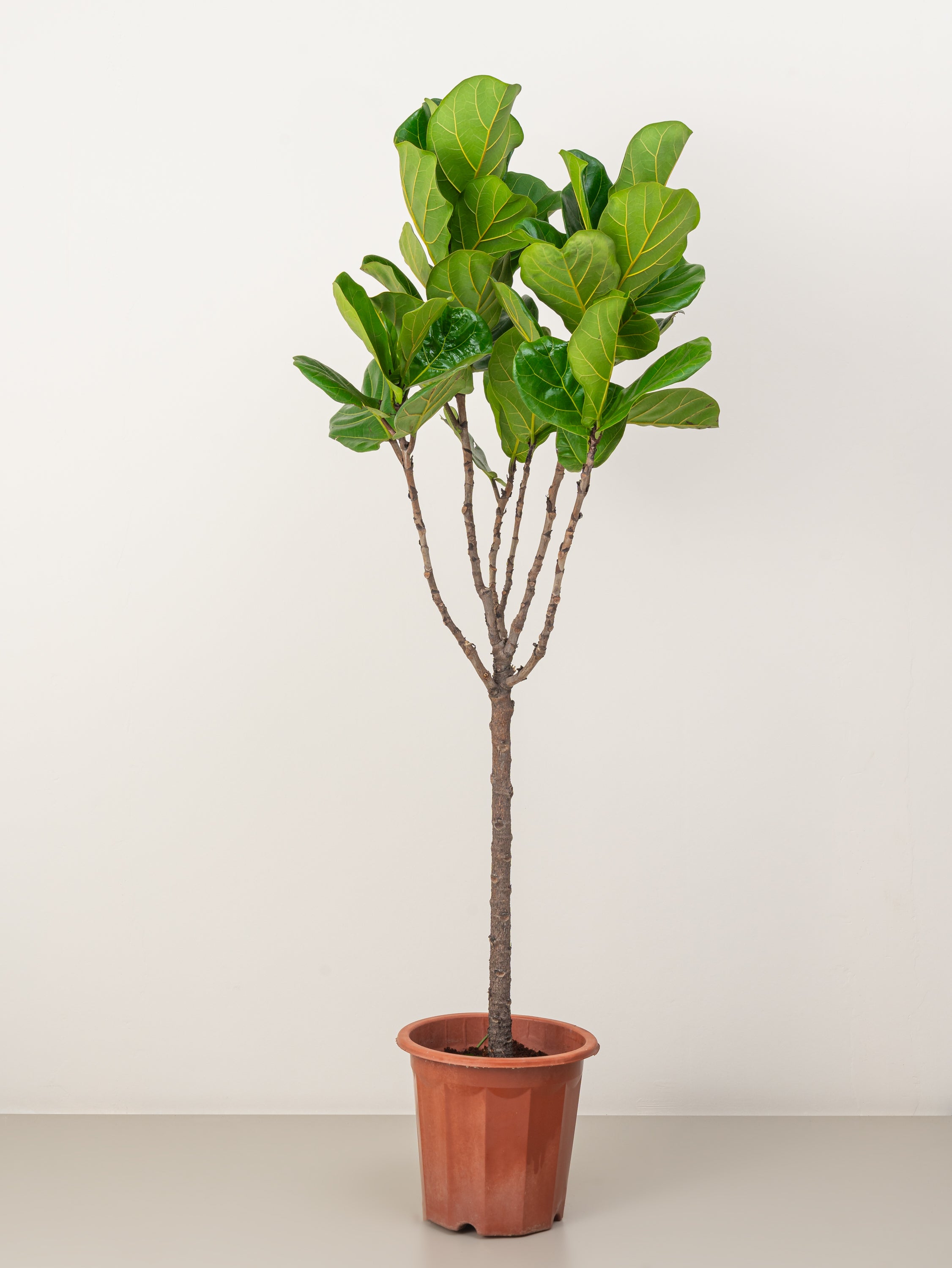 Fiddle Leaf Tree