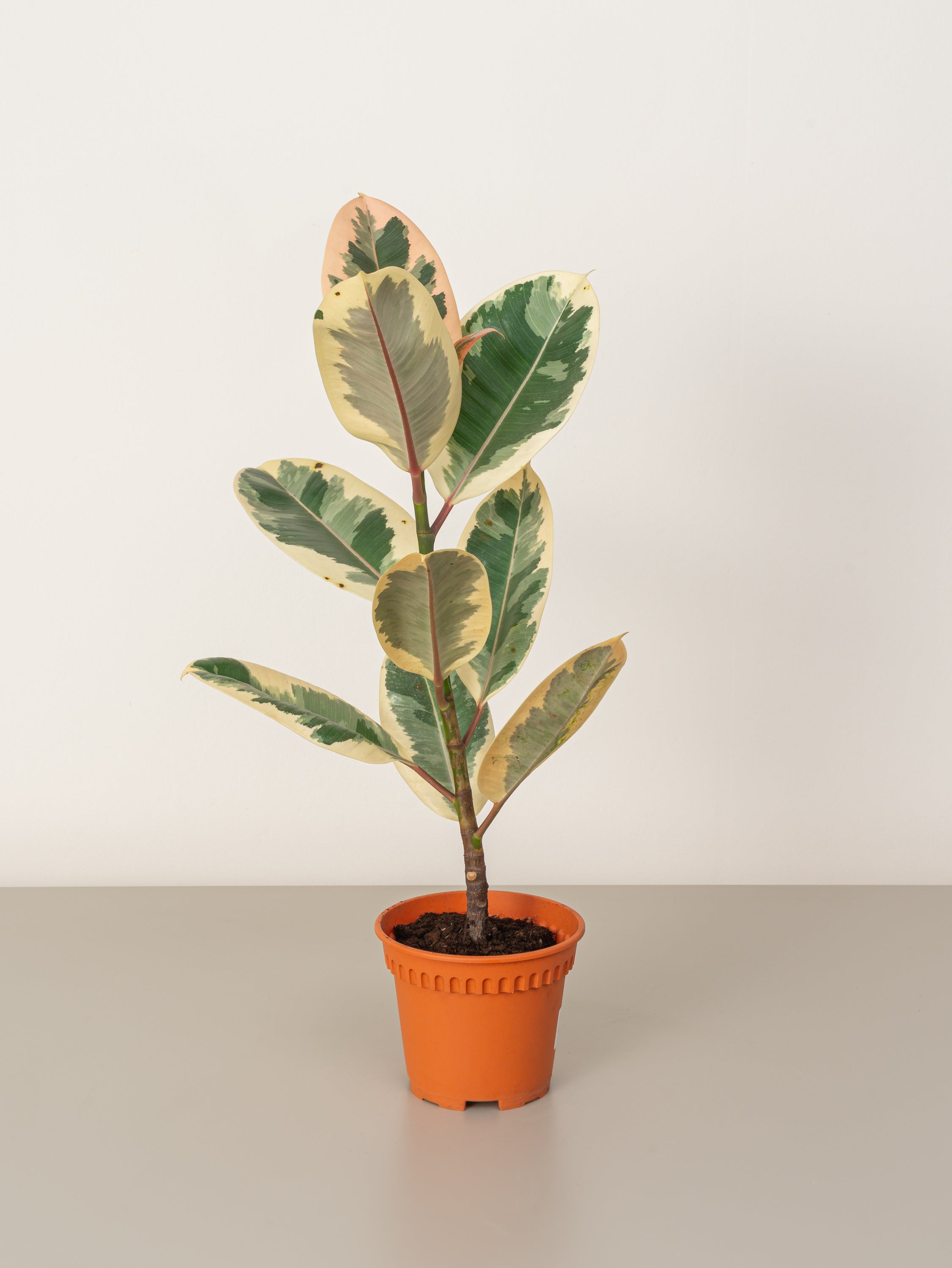 Variegated Rubber Plant