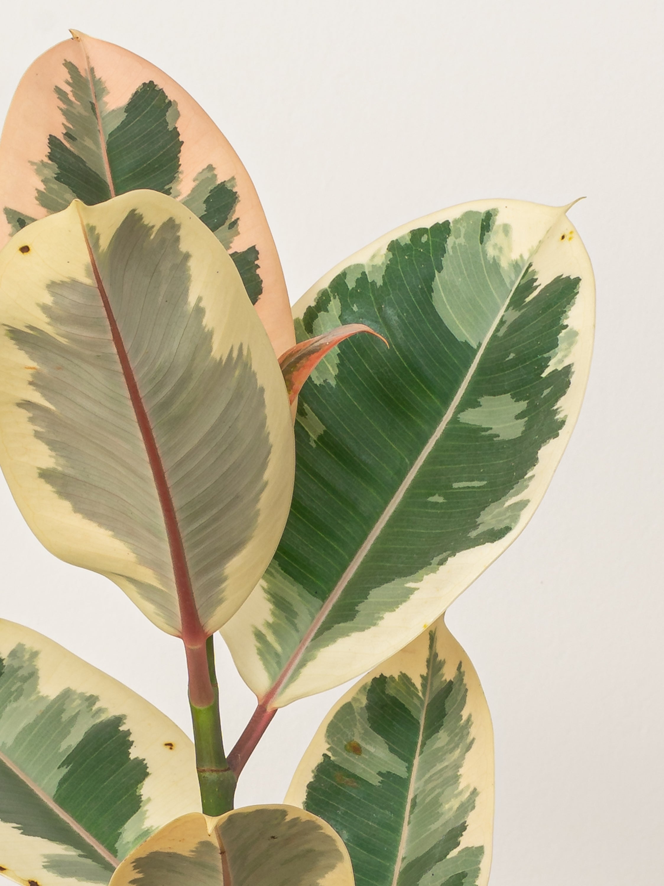 Variegated Rubber Plant