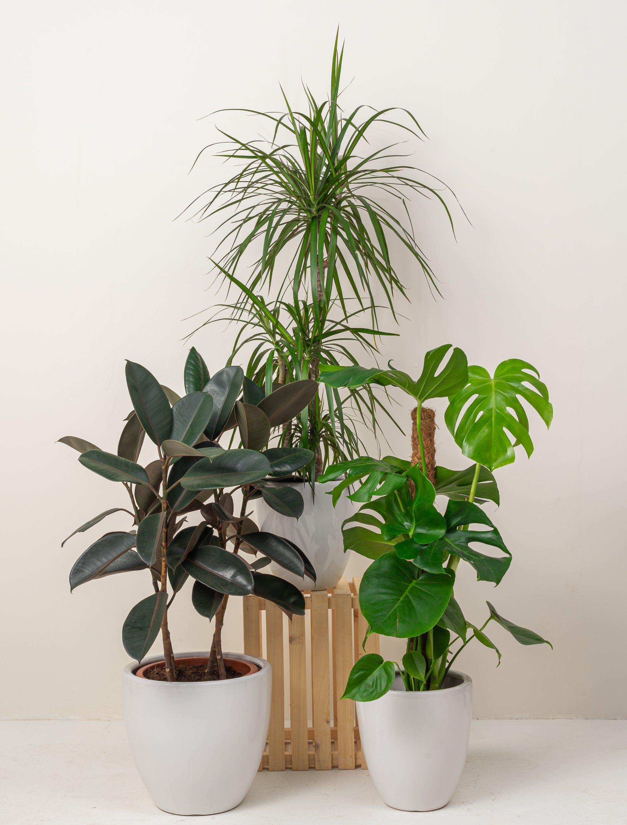 Urban Jungle Monstera Rubber Plant Dracaena Marginata Bundles