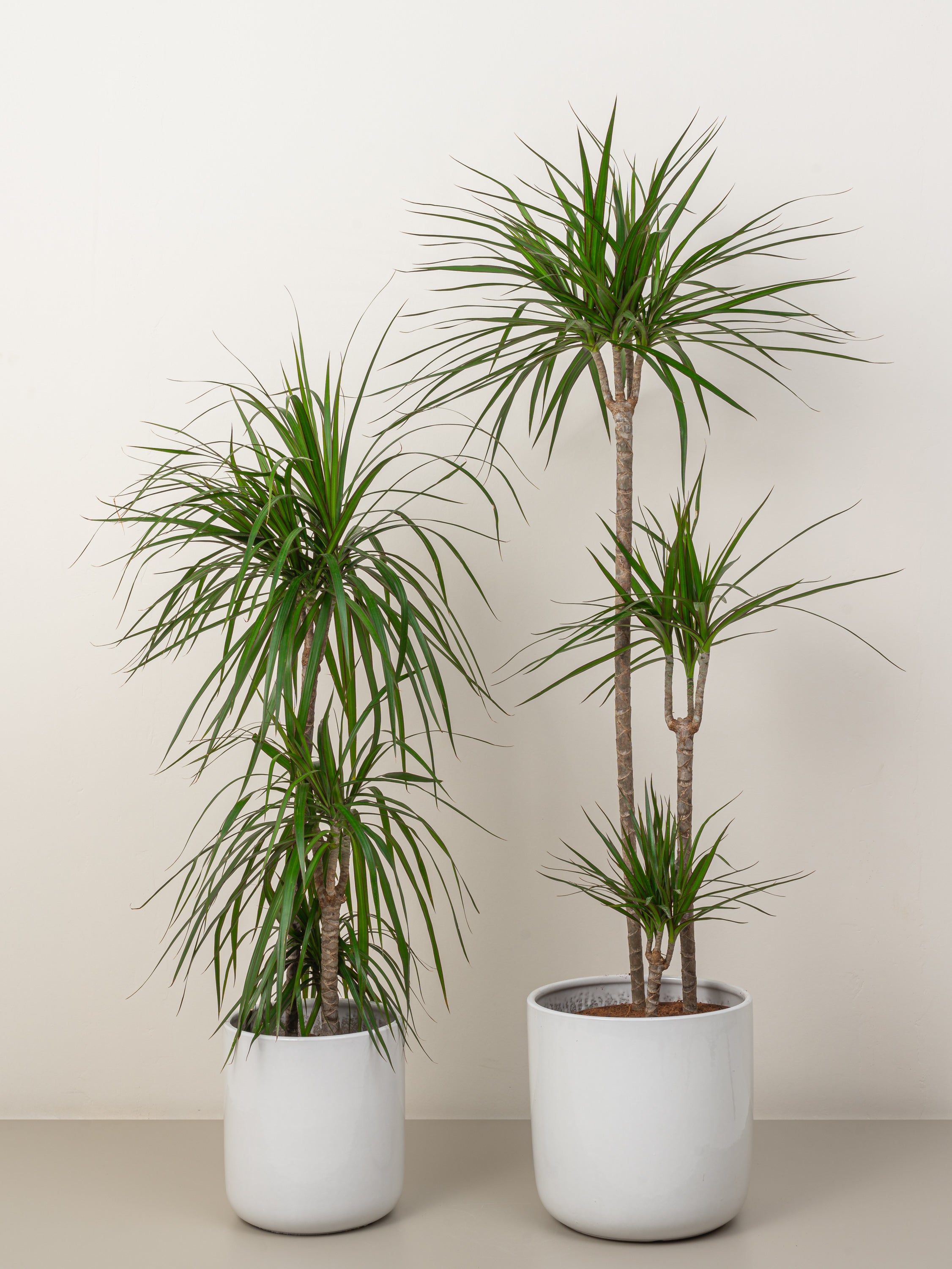 Dracaena Marginata