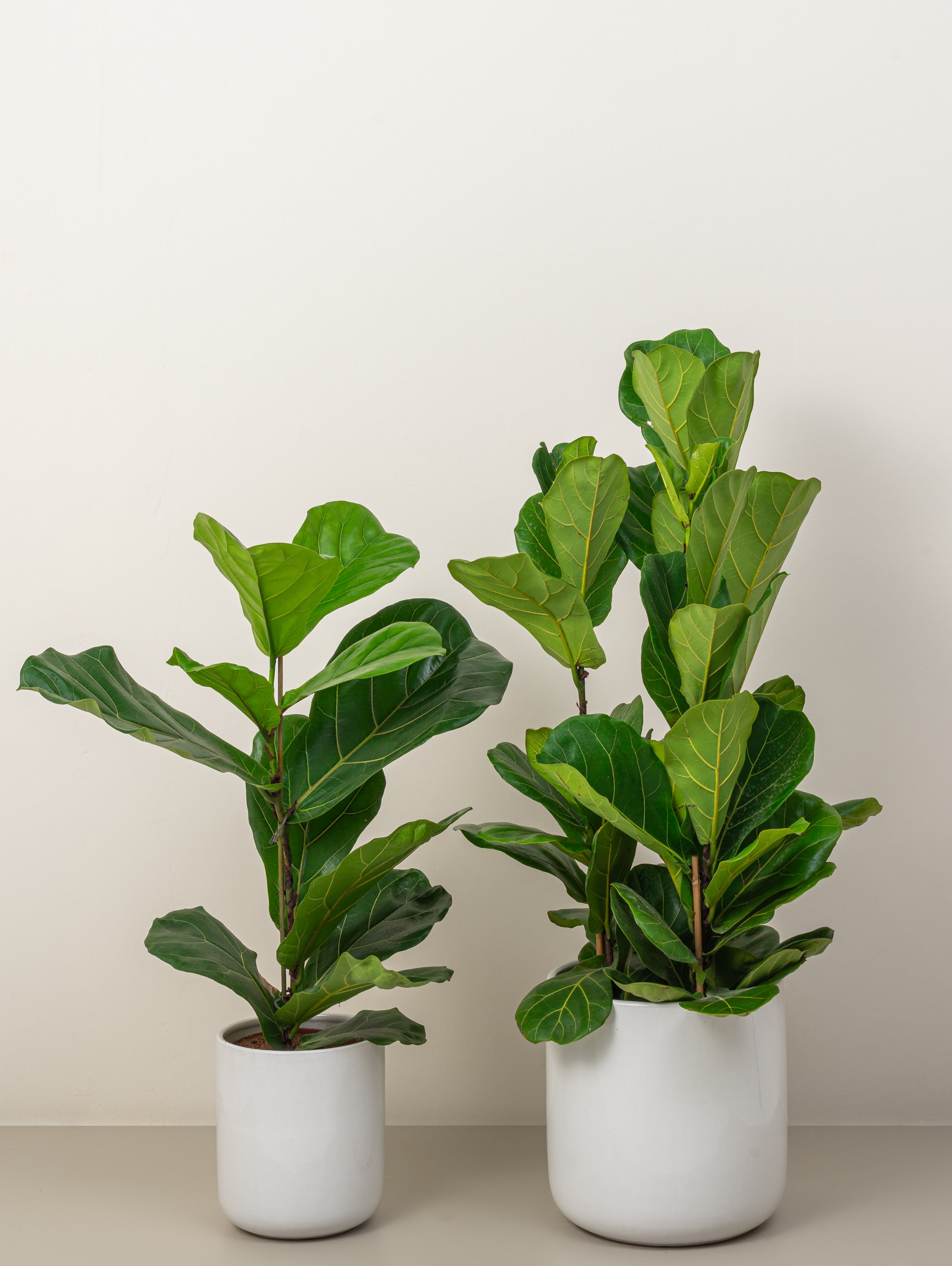 Fiddle Leaf Plant