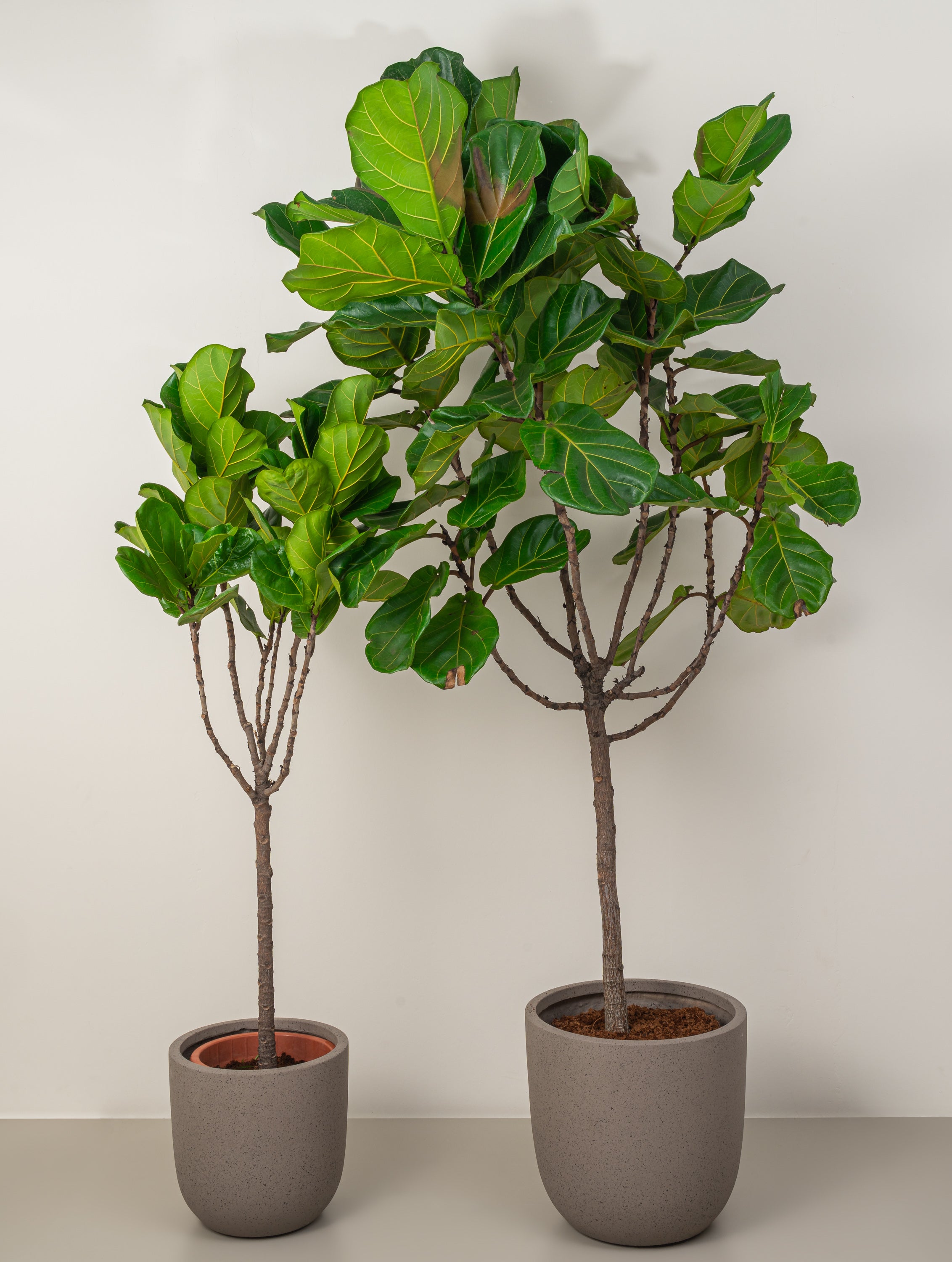 Fiddle Leaf Tree
