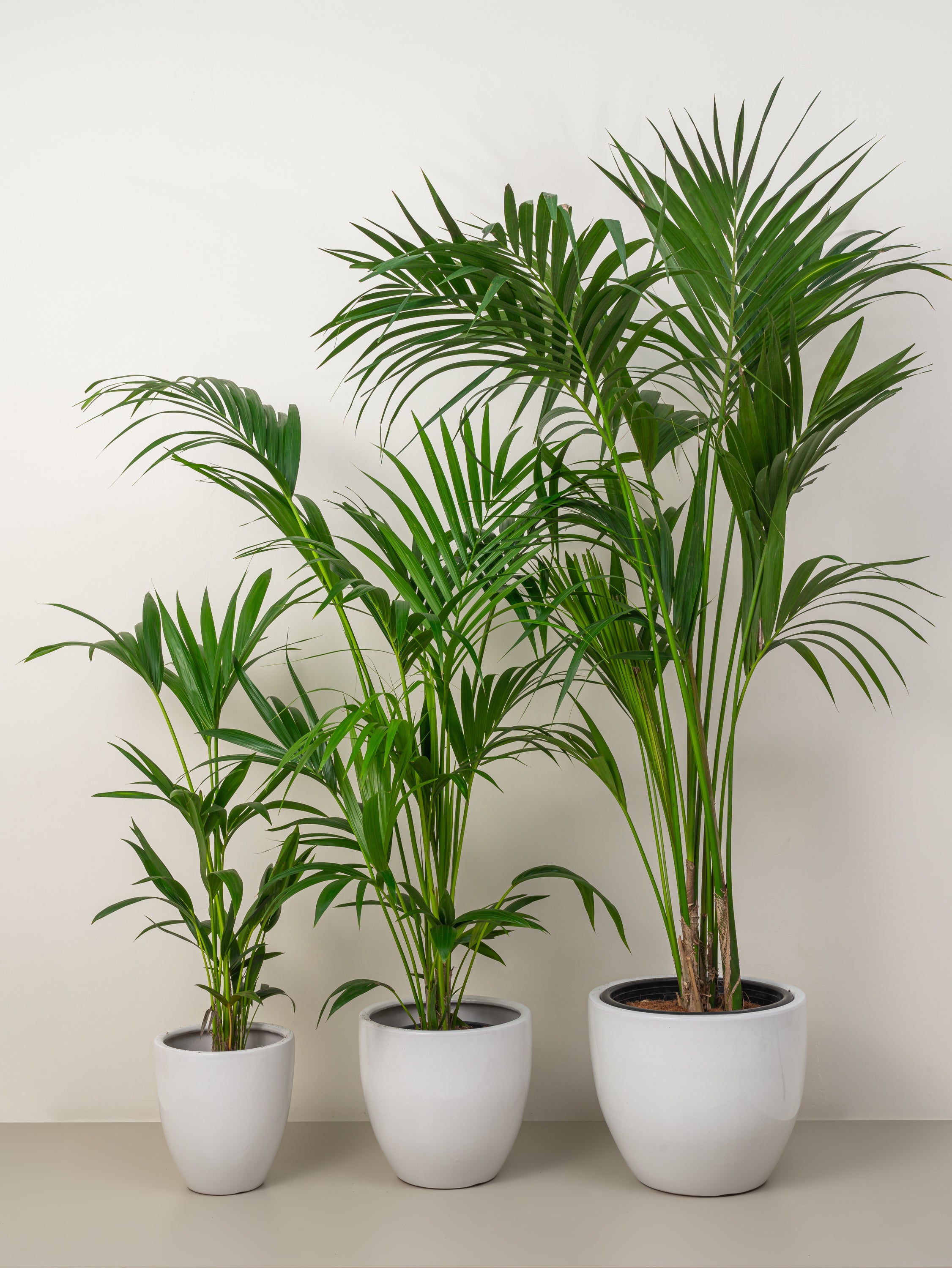 Kentia palm