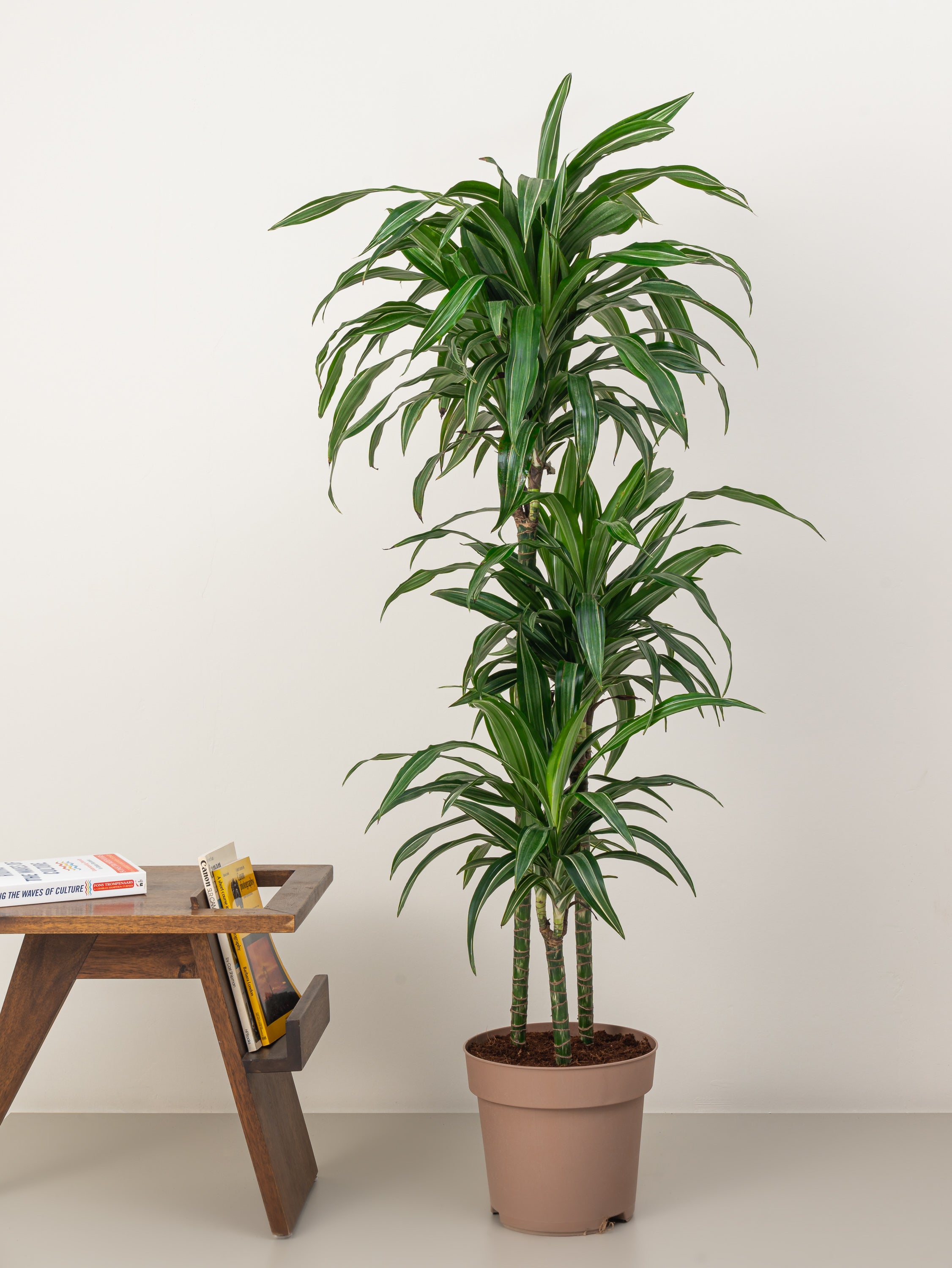 Dracaena Warneckii