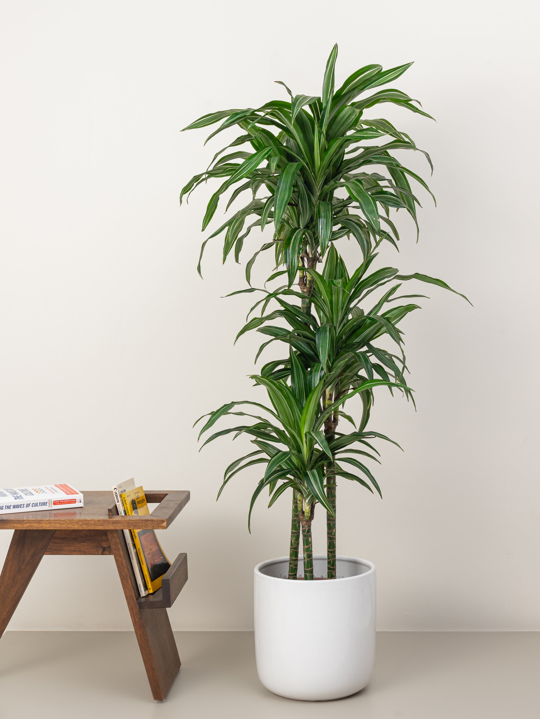 short dracaena Dracaena Warneckii | Tall Indoor Plants