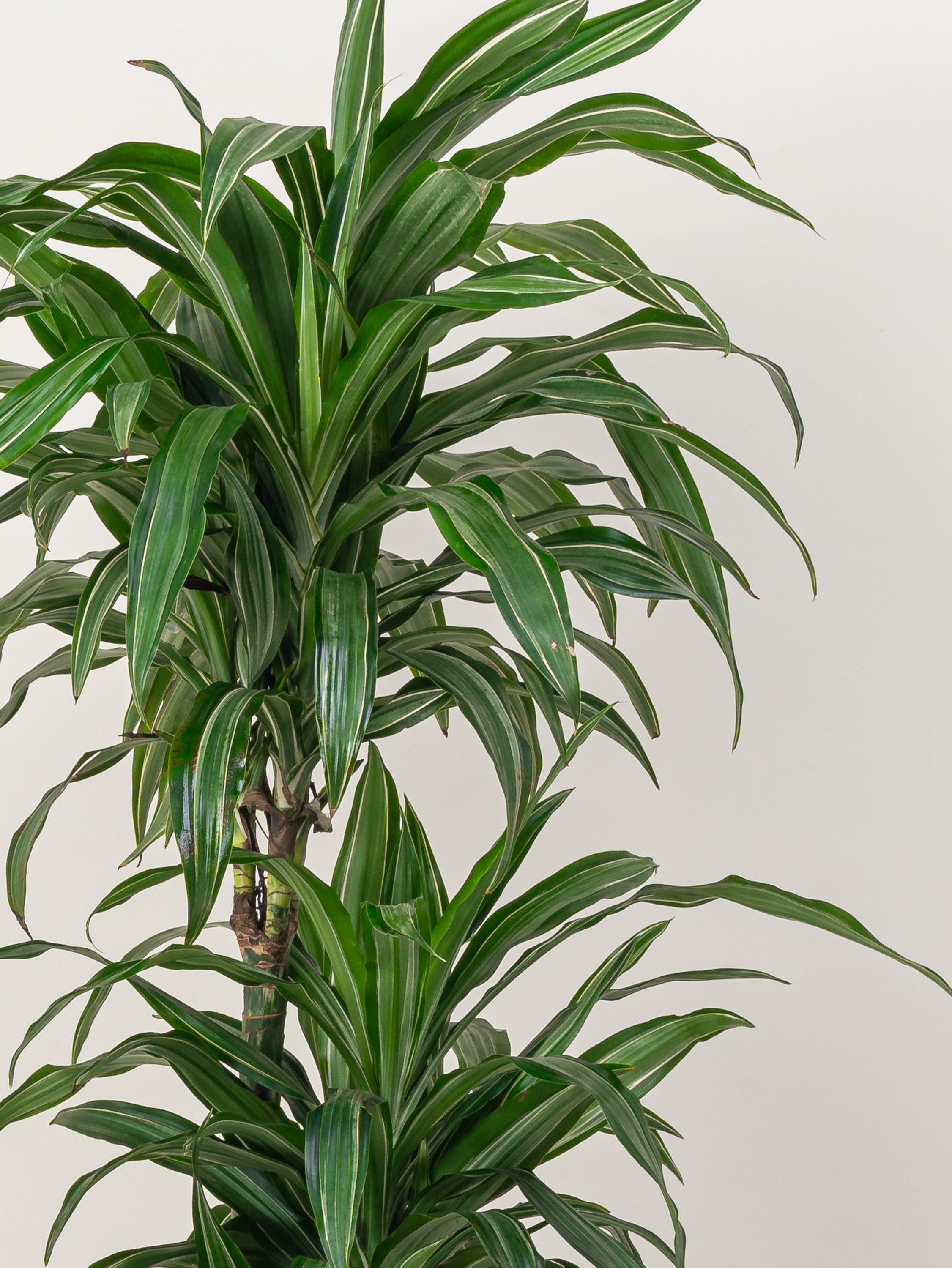 Dracaena Warneckii