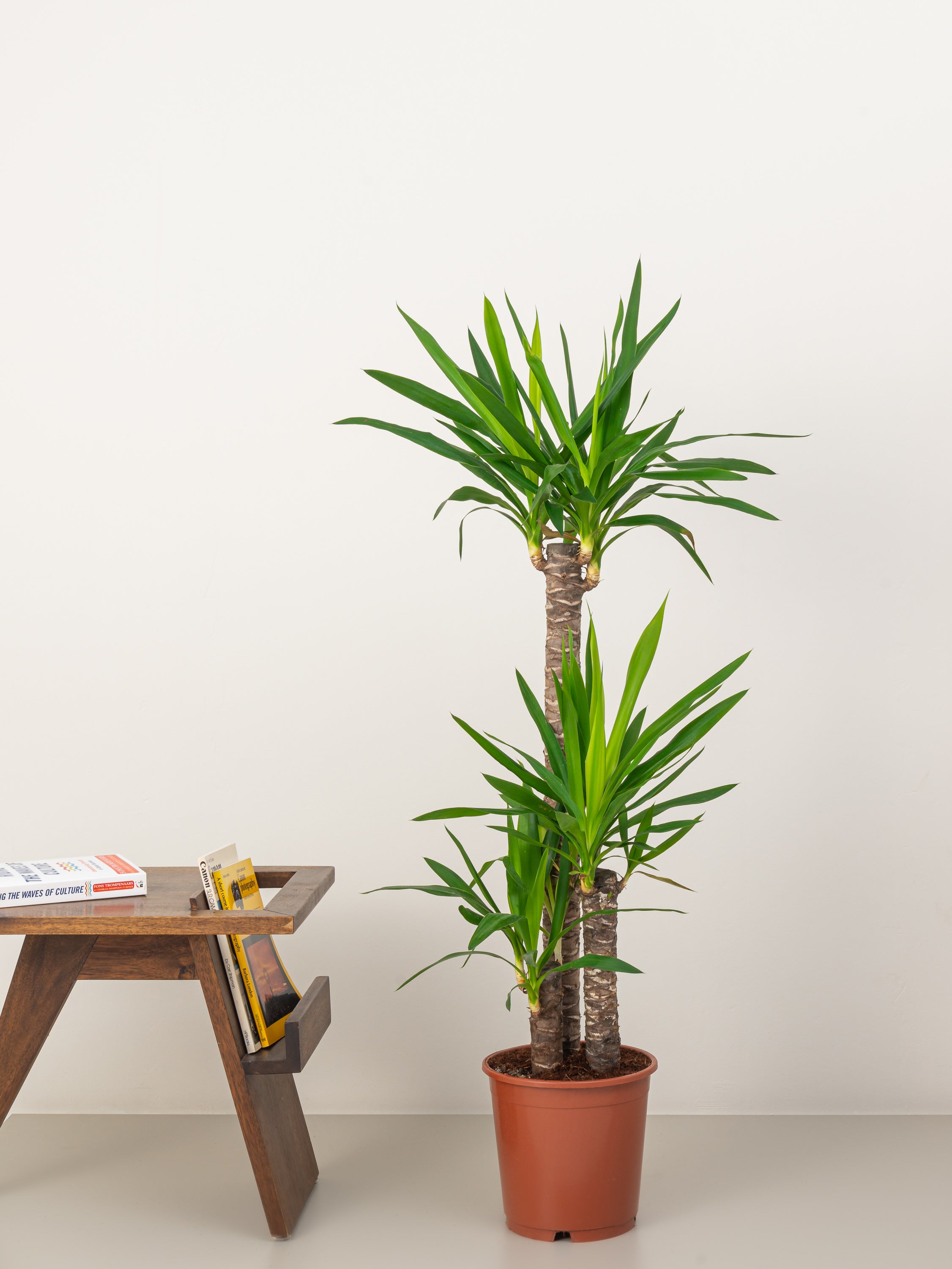 Yucca