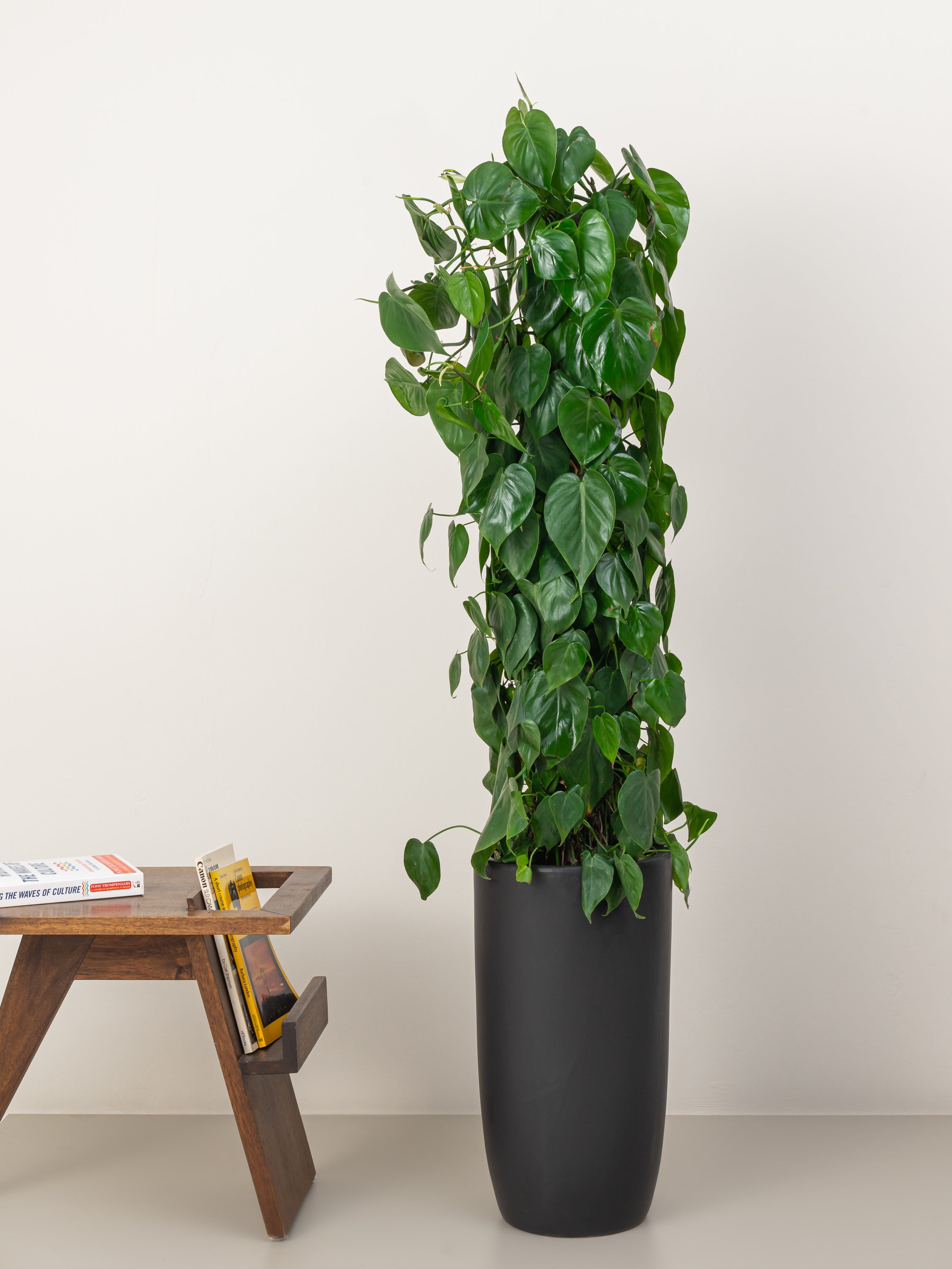 Philodendron Scandens Climber