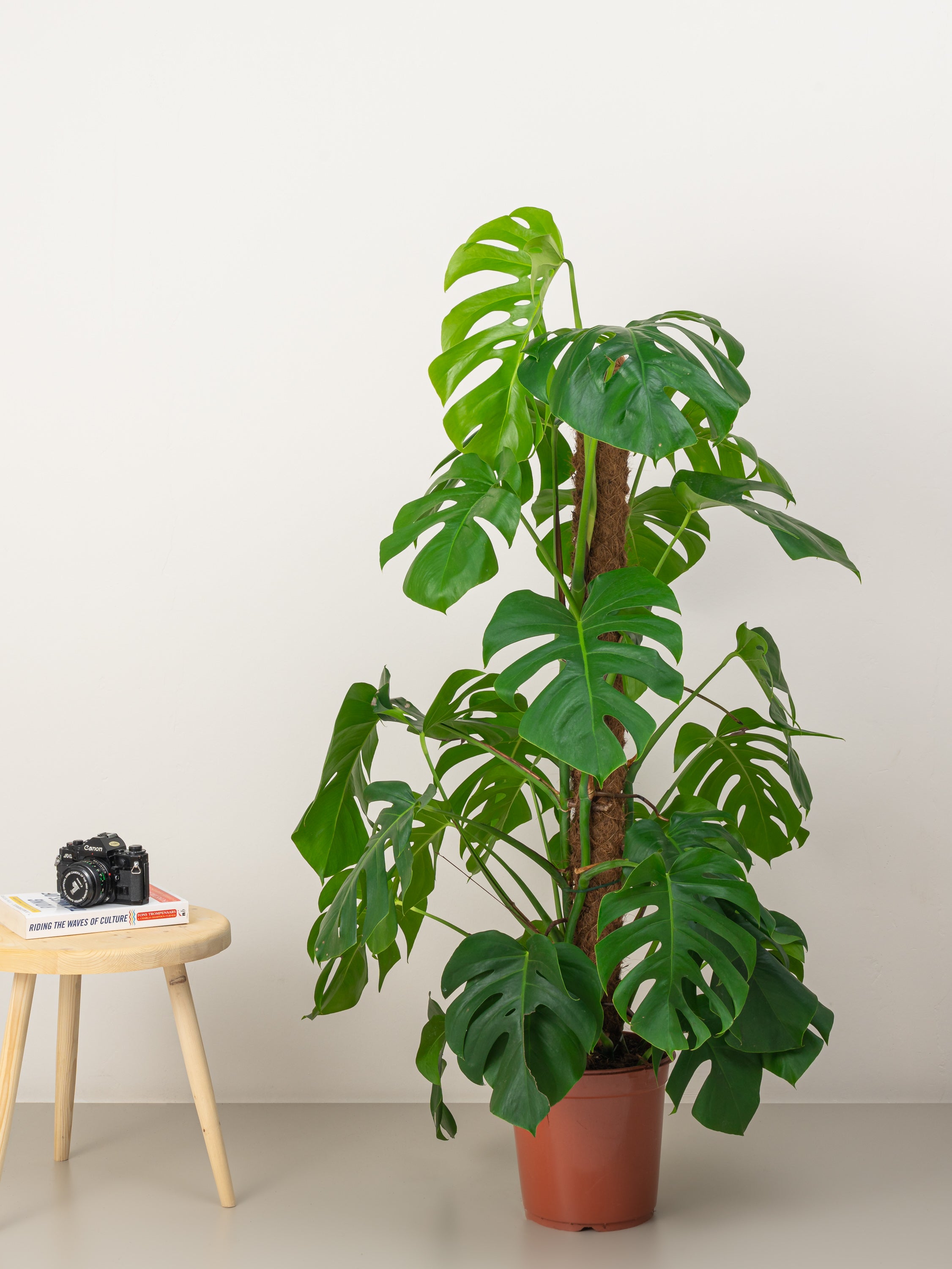 Swiss Cheese Plant