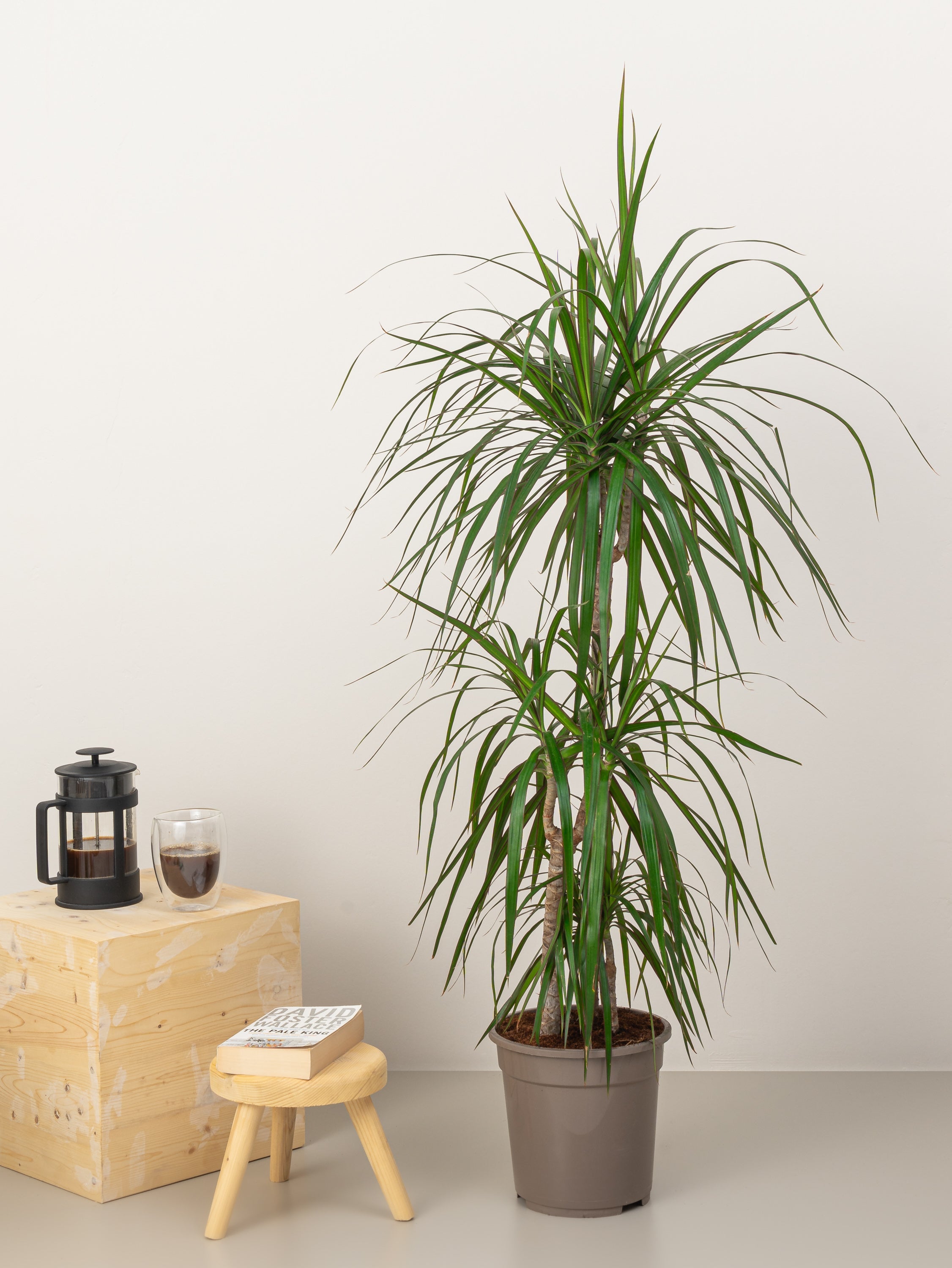 Dracaena Marginata