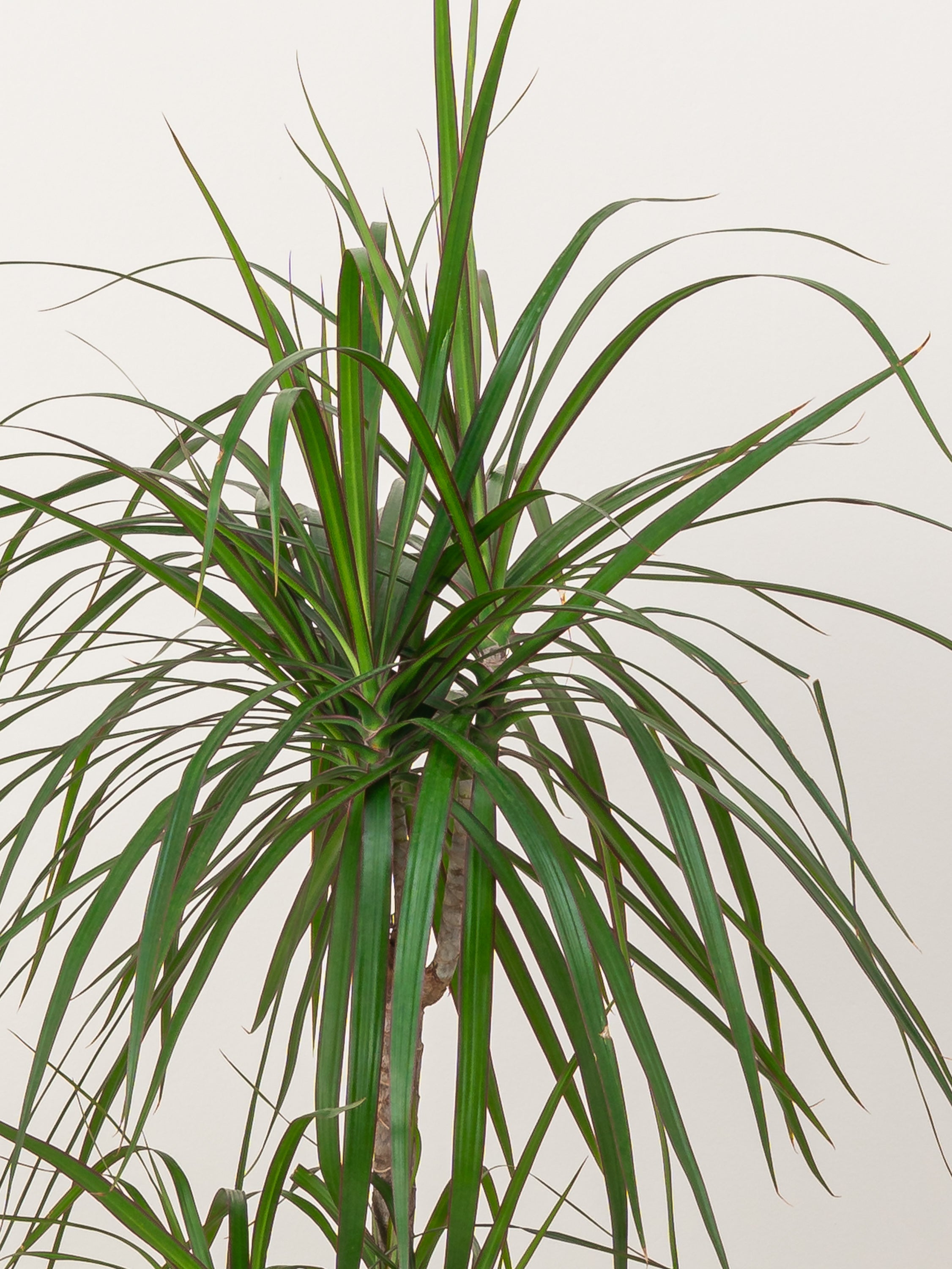 Dracaena Marginata